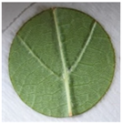 Plants 12 00404 i005