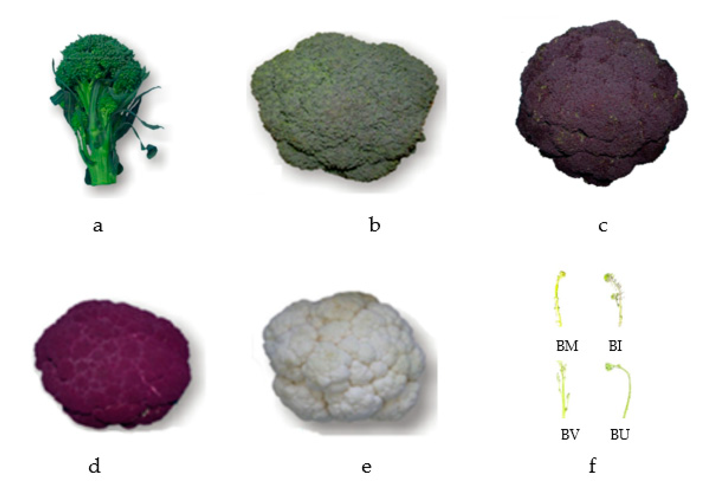 Plants 12 00407 g003