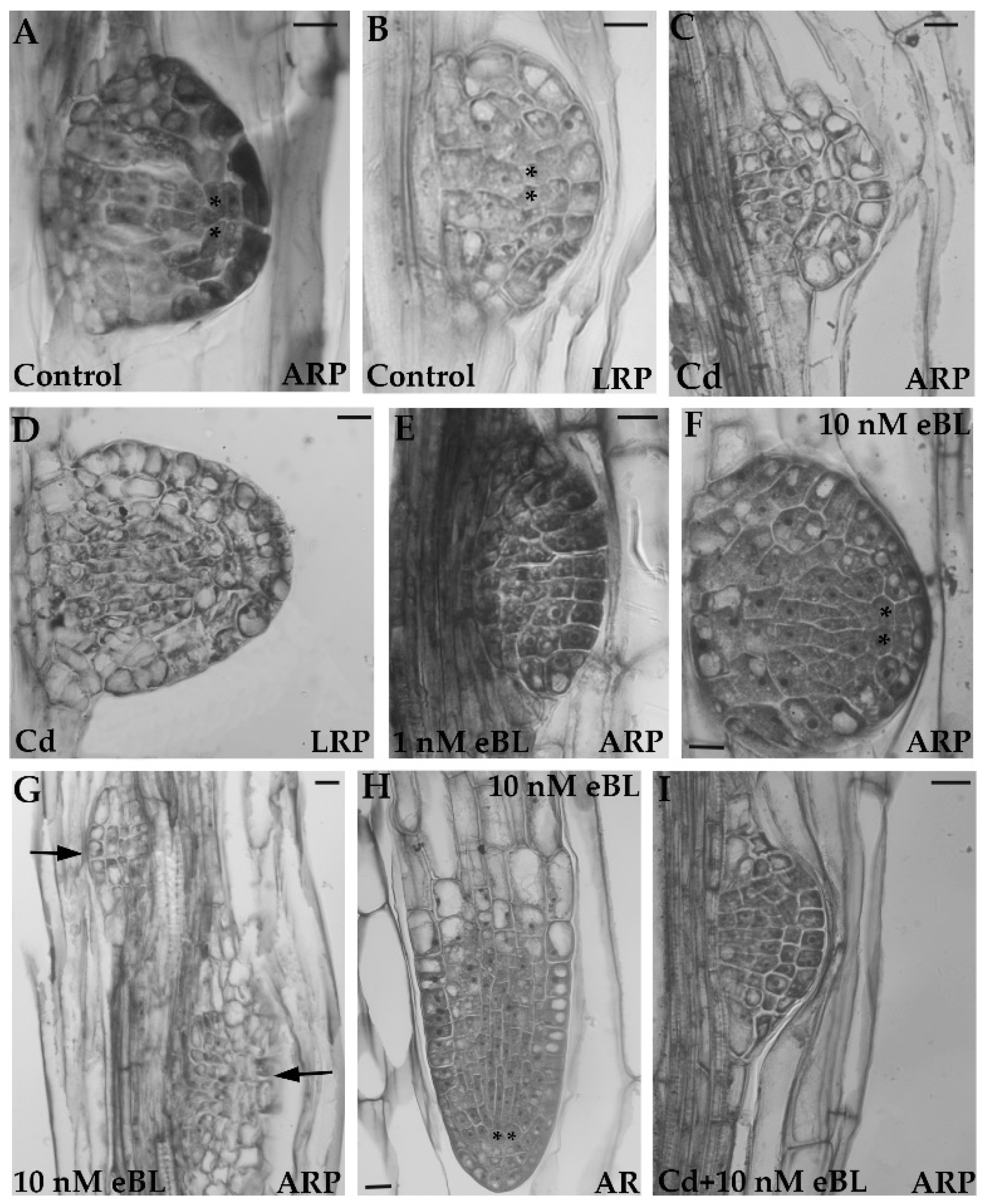 Plants 12 00413 g001 Plants 12 00413 g001
