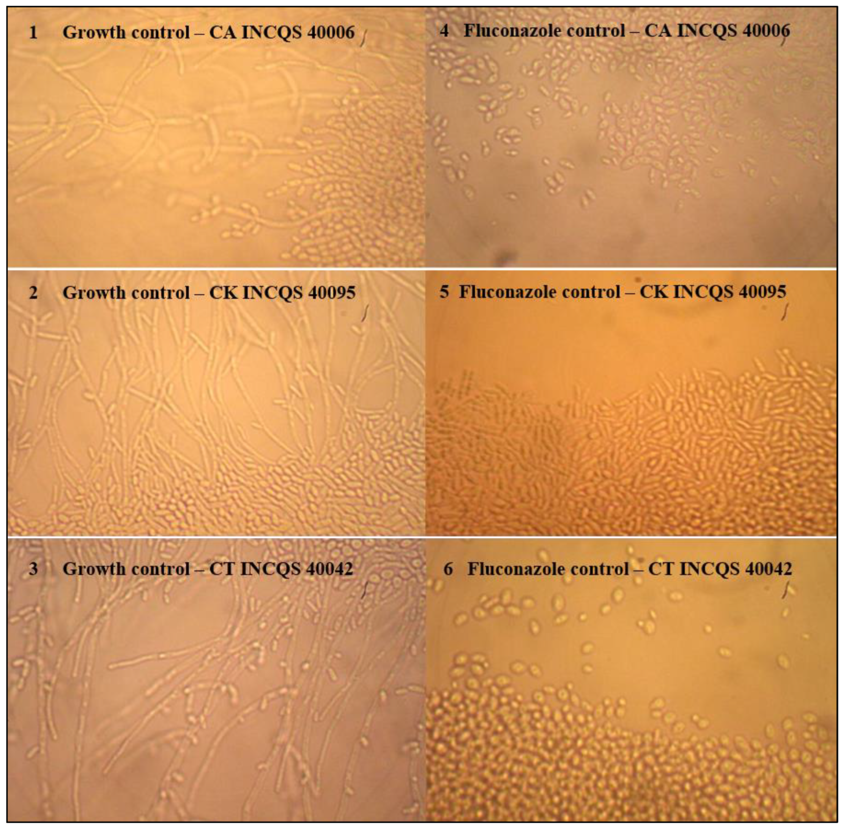 Plants 12 00415 g003 Plants 12 00415 g003