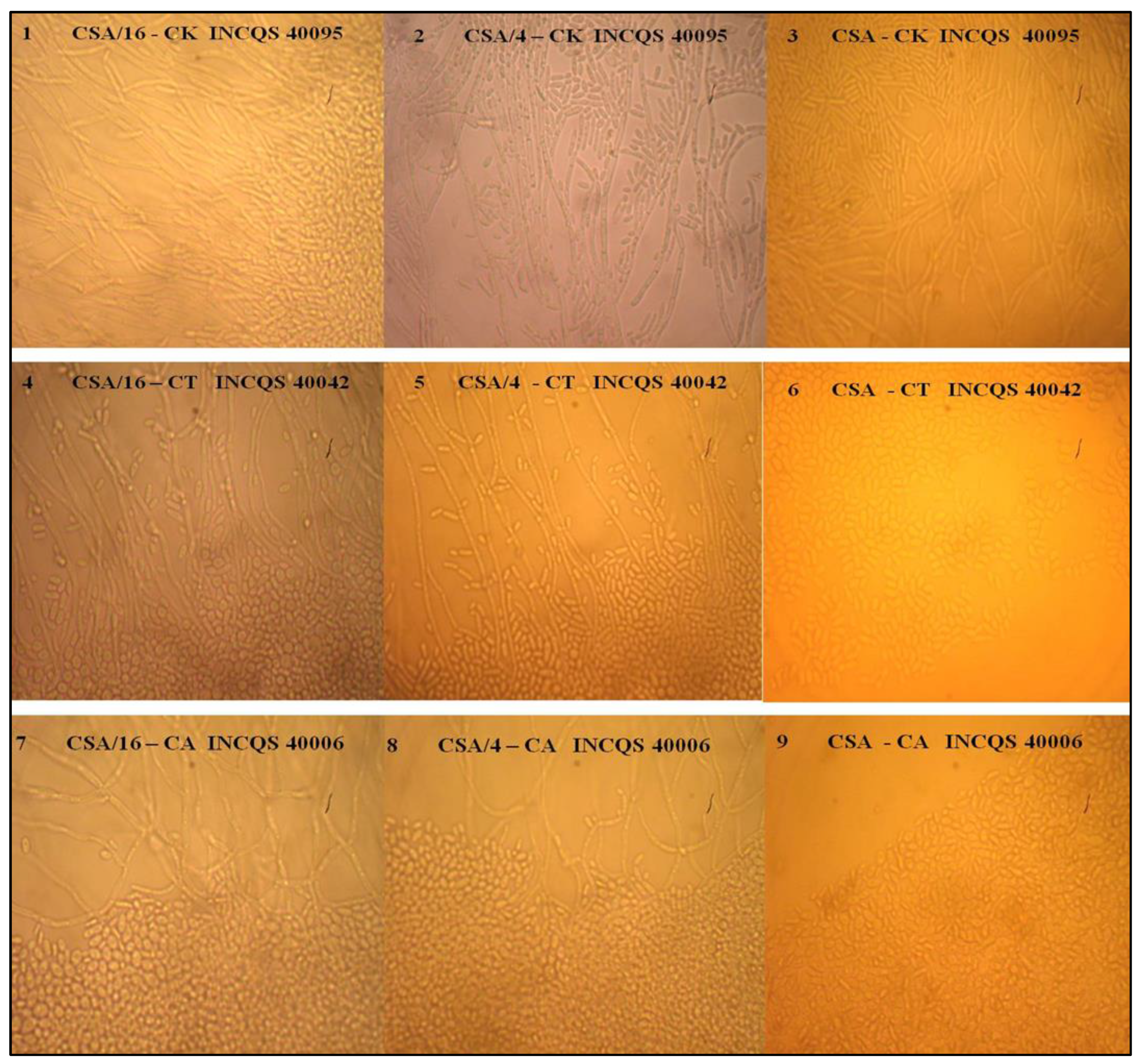 Plants 12 00415 g004 Plants 12 00415 g004