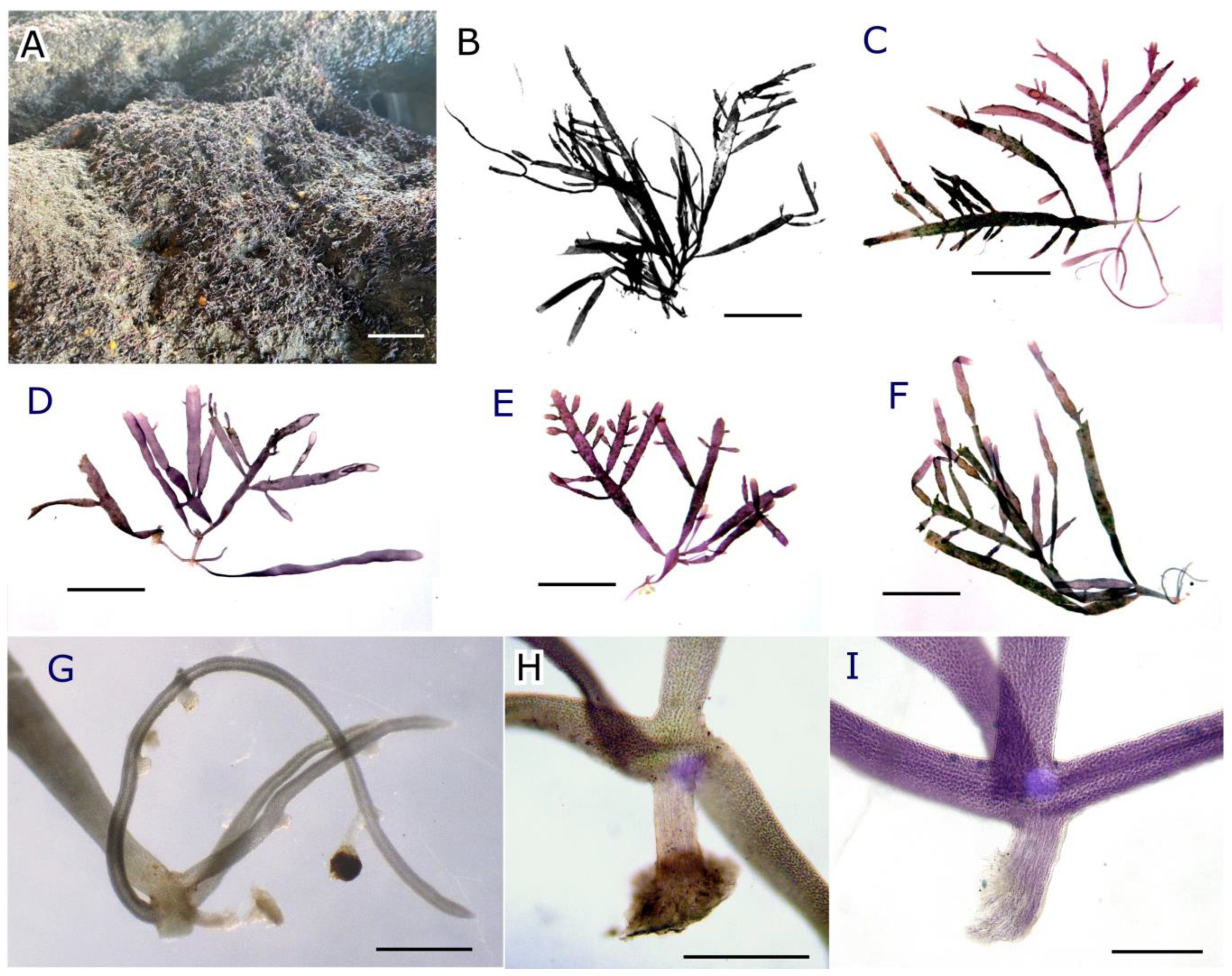 Plants 12 00416 g004 Plants 12 00416 g004