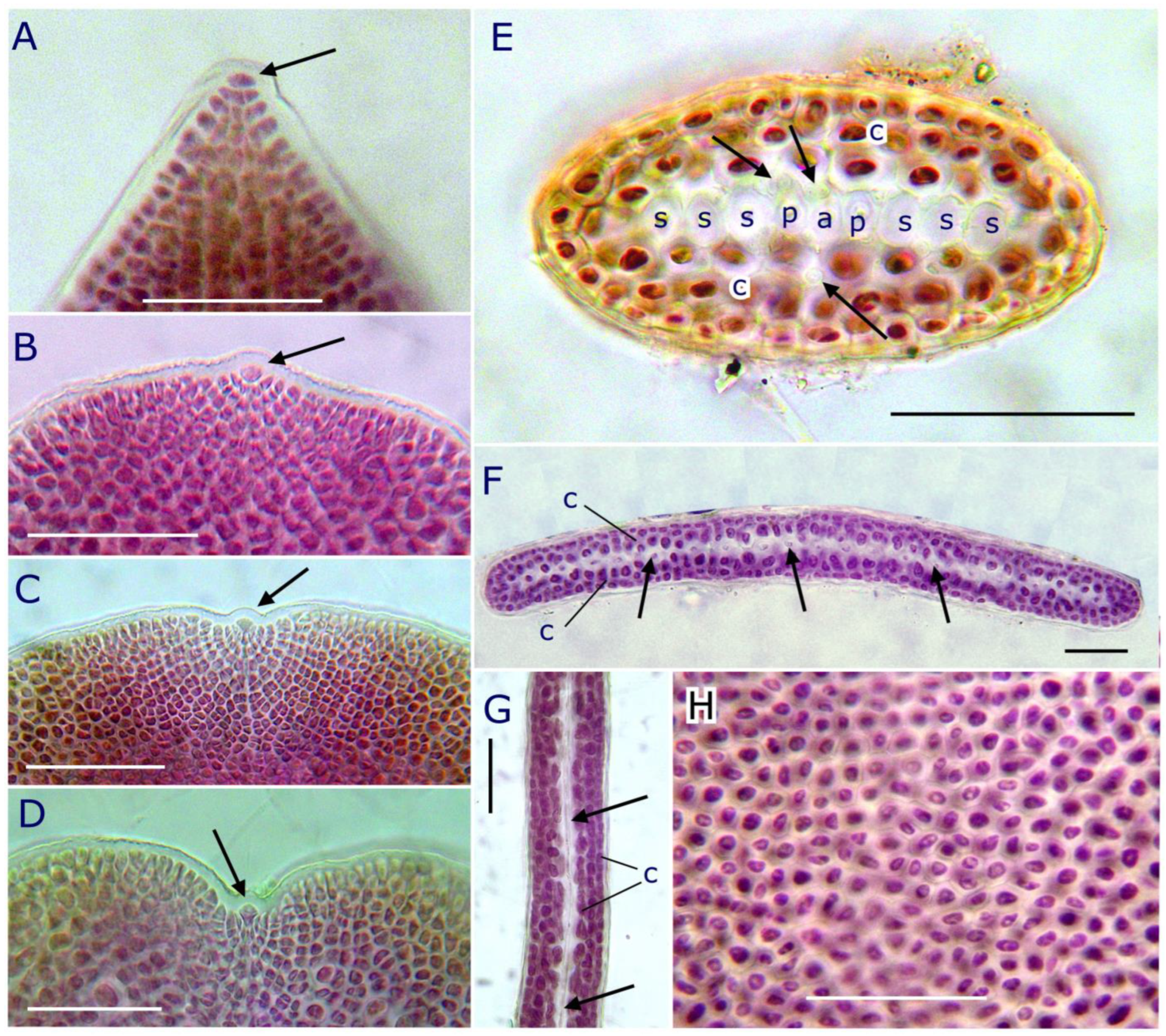 Plants 12 00416 g005 Plants 12 00416 g005