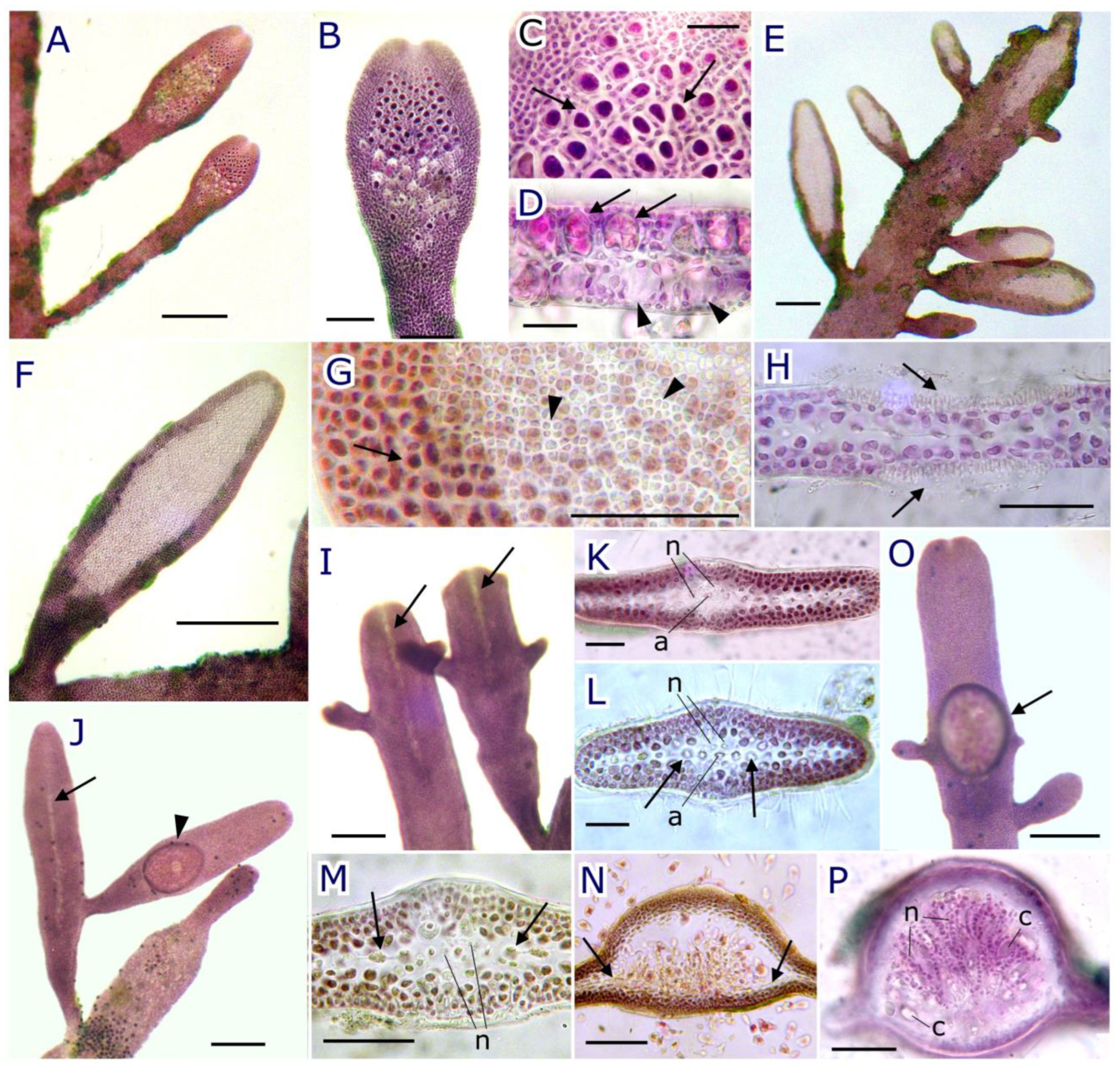 Plants 12 00416 g006 Plants 12 00416 g006