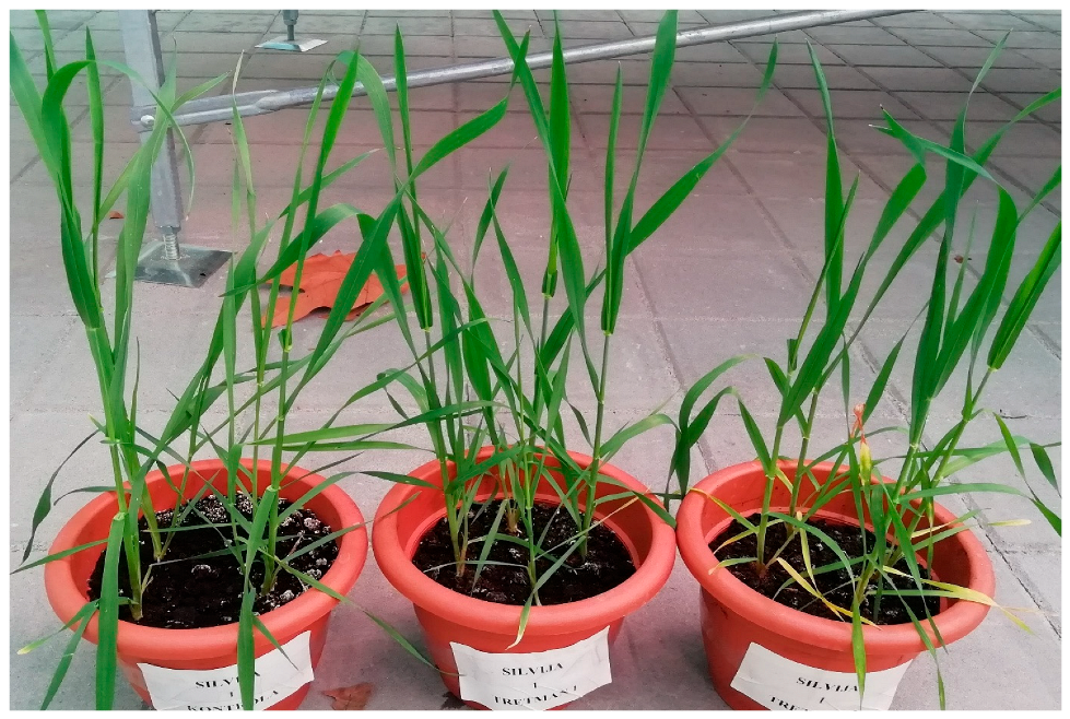 Plants 12 00418 g003 Plants 12 00418 g003