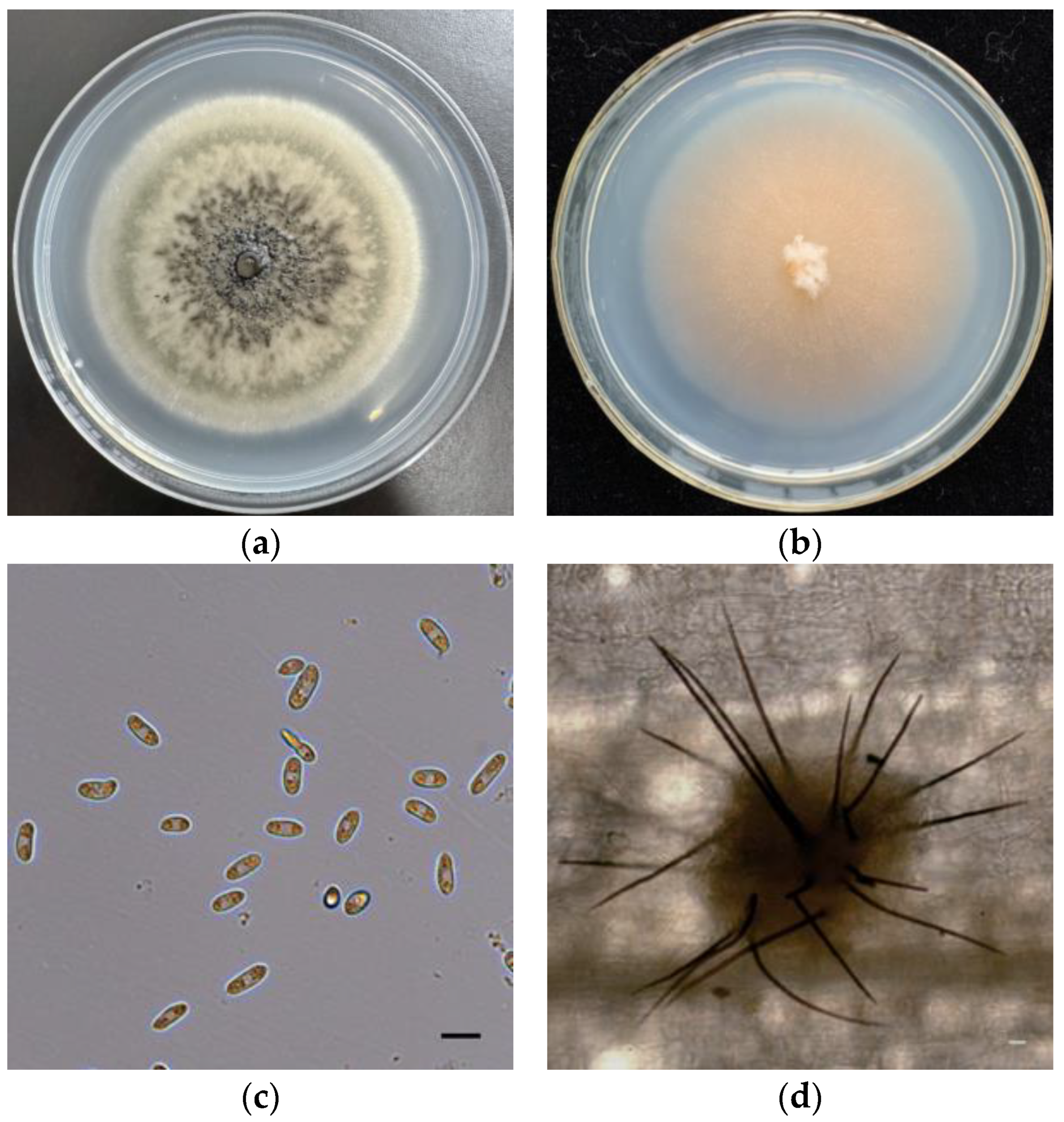 Plants 12 00421 g001 Plants 12 00421 g001