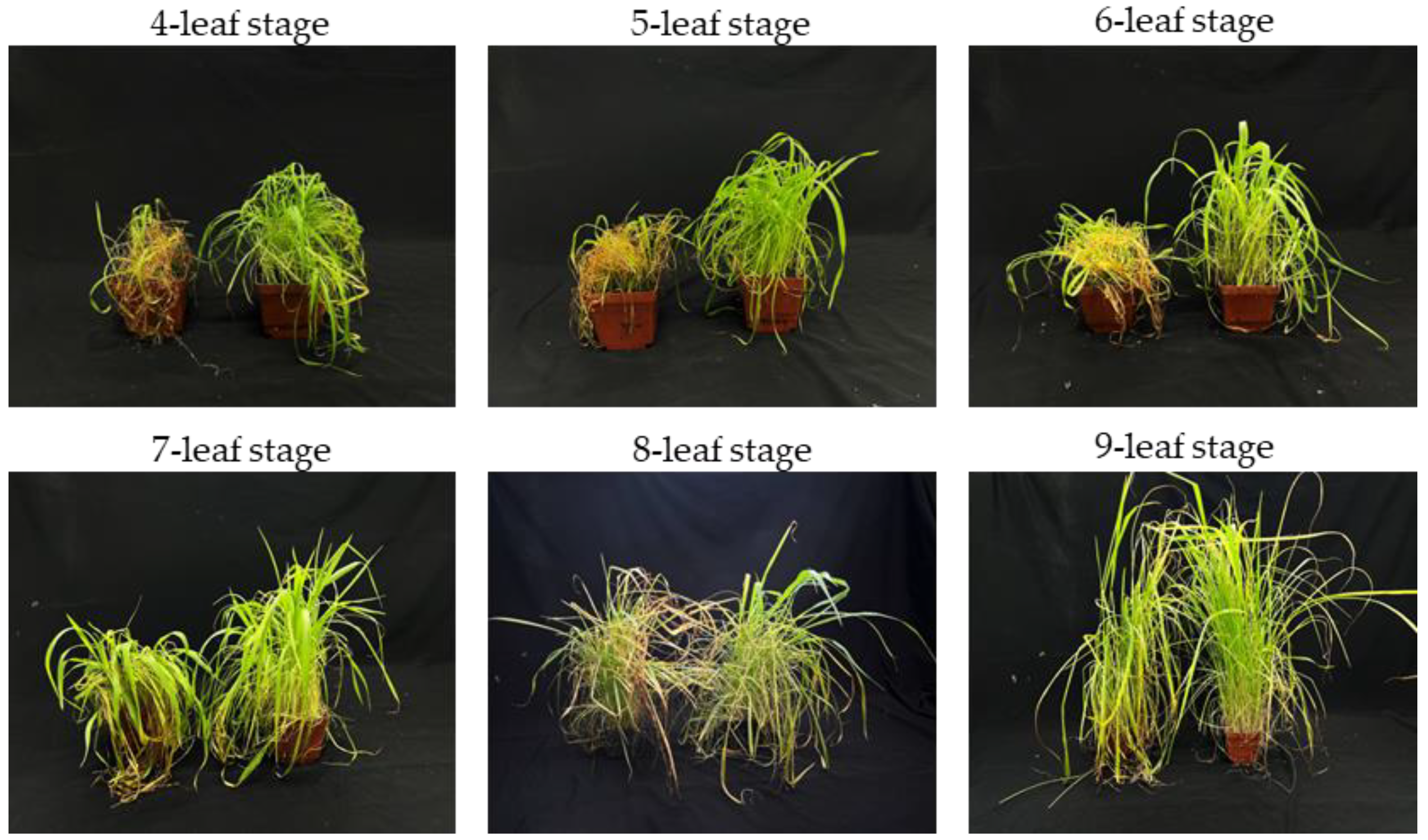 Plants 12 00421 g004 Plants 12 00421 g004