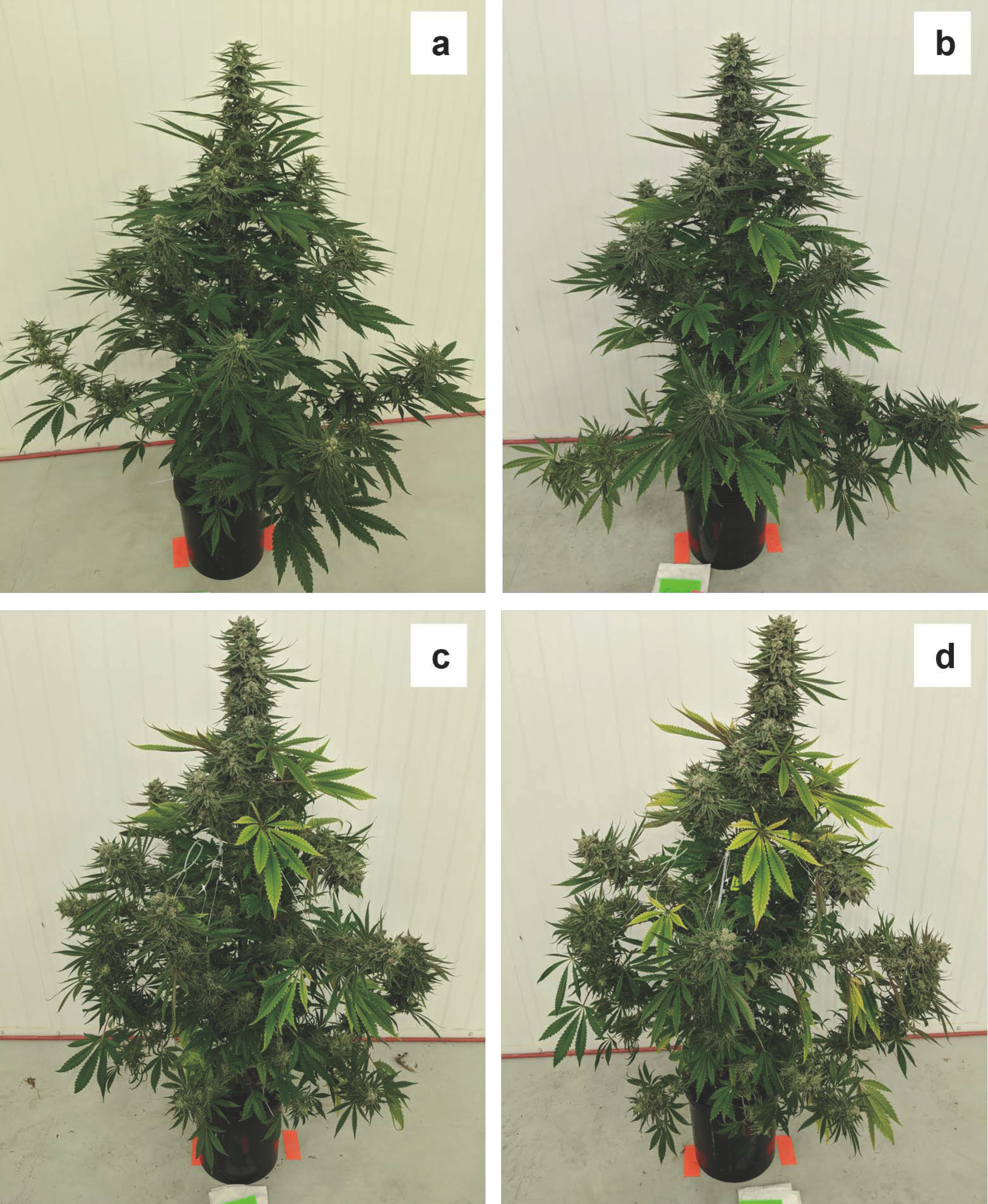 Plants 12 00422 g001