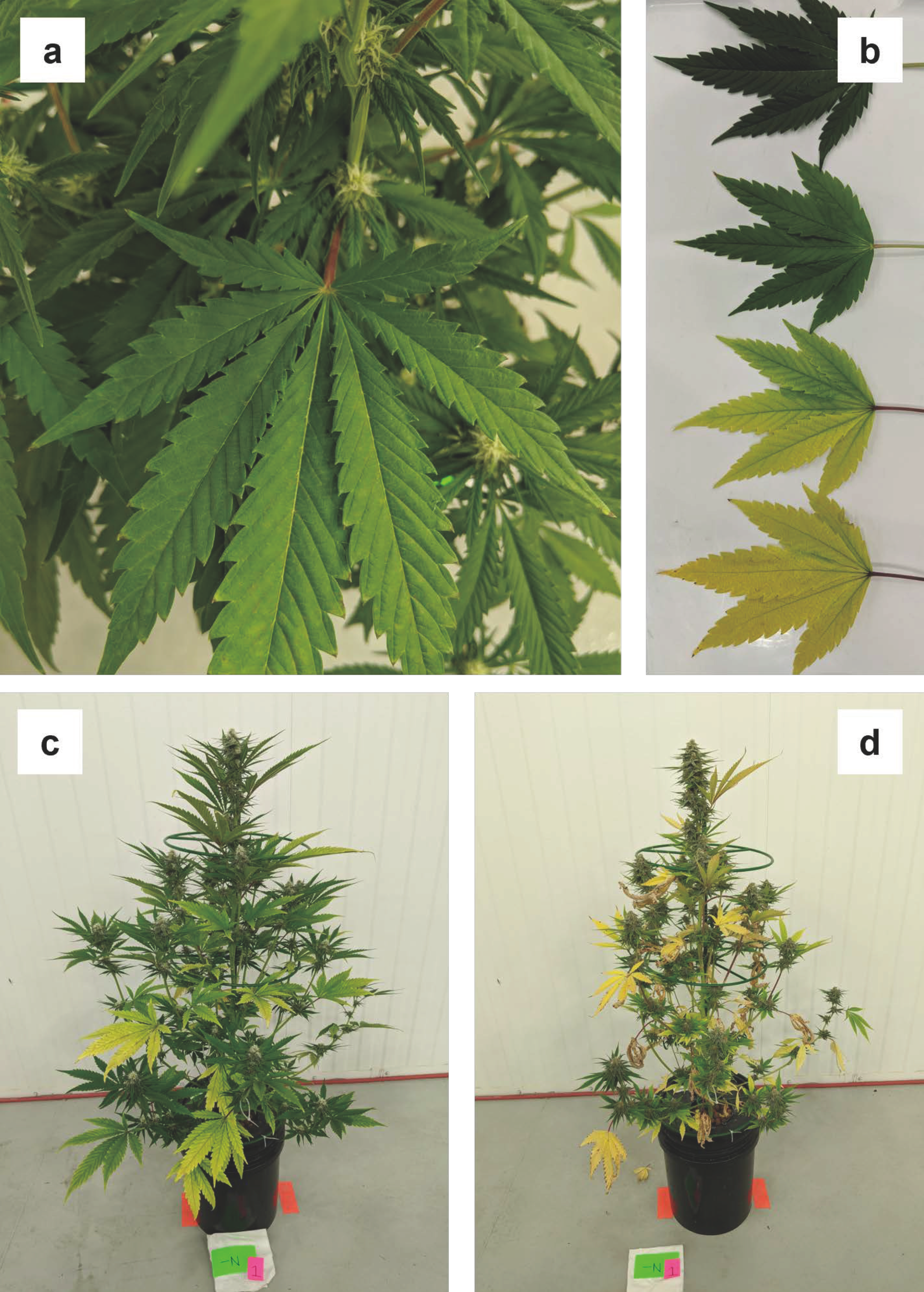 Plants 12 00422 g002