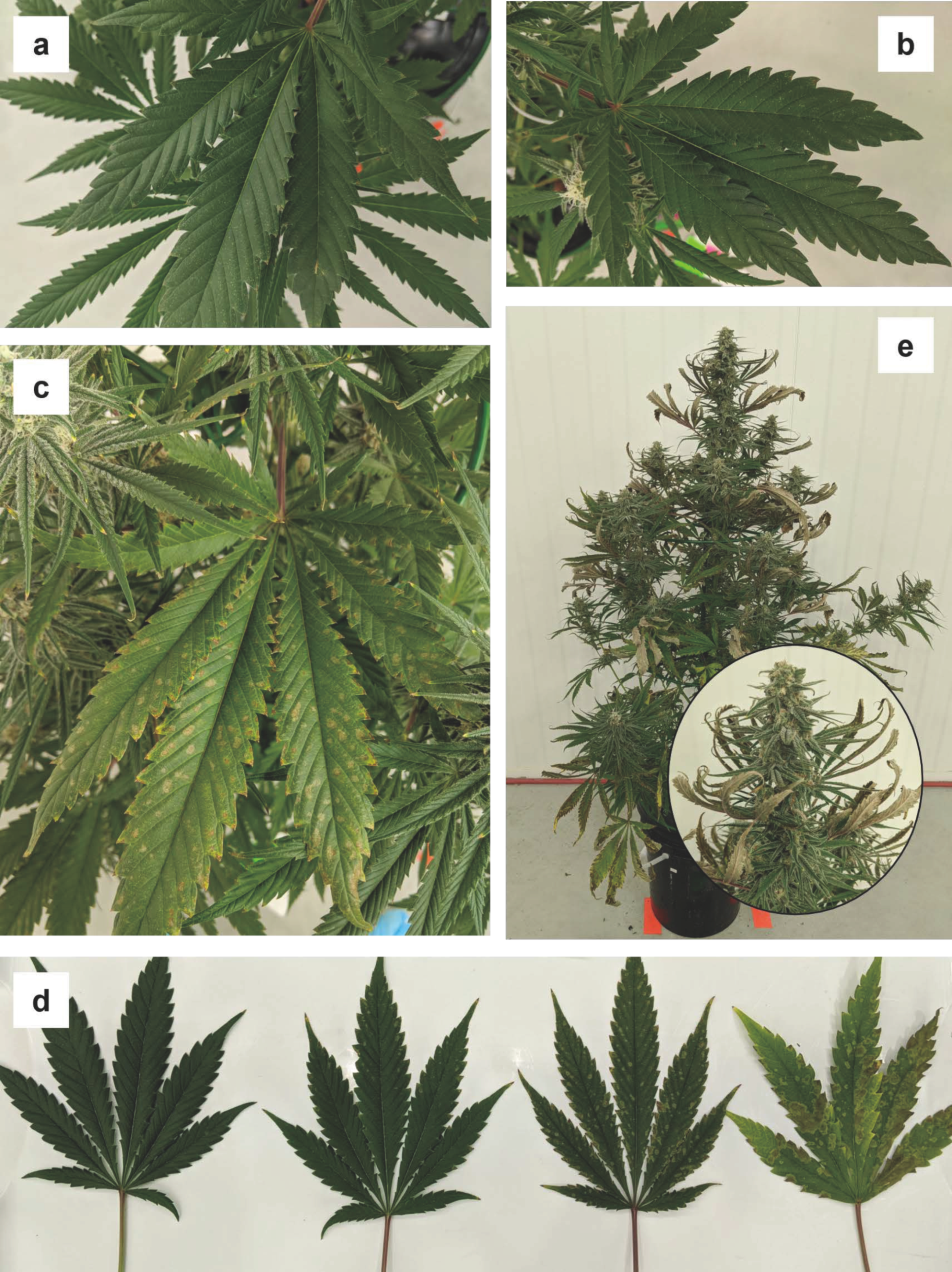 Plants 12 00422 g003