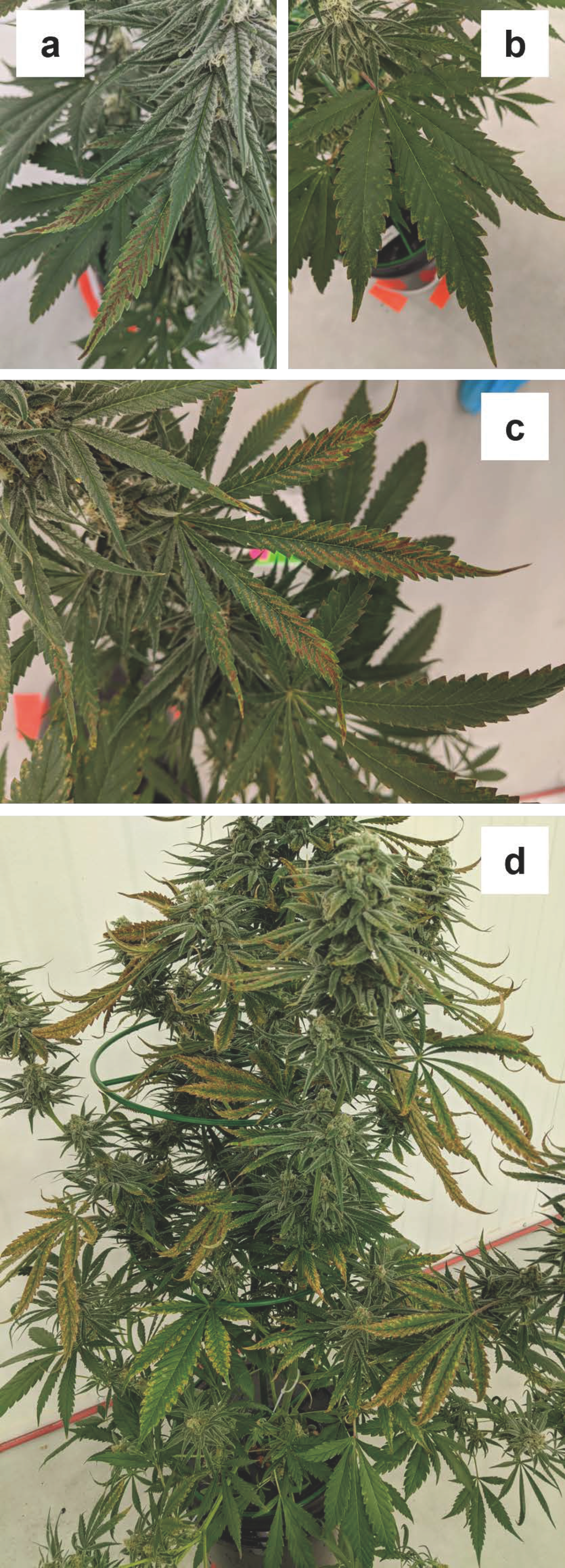 Plants 12 00422 g004