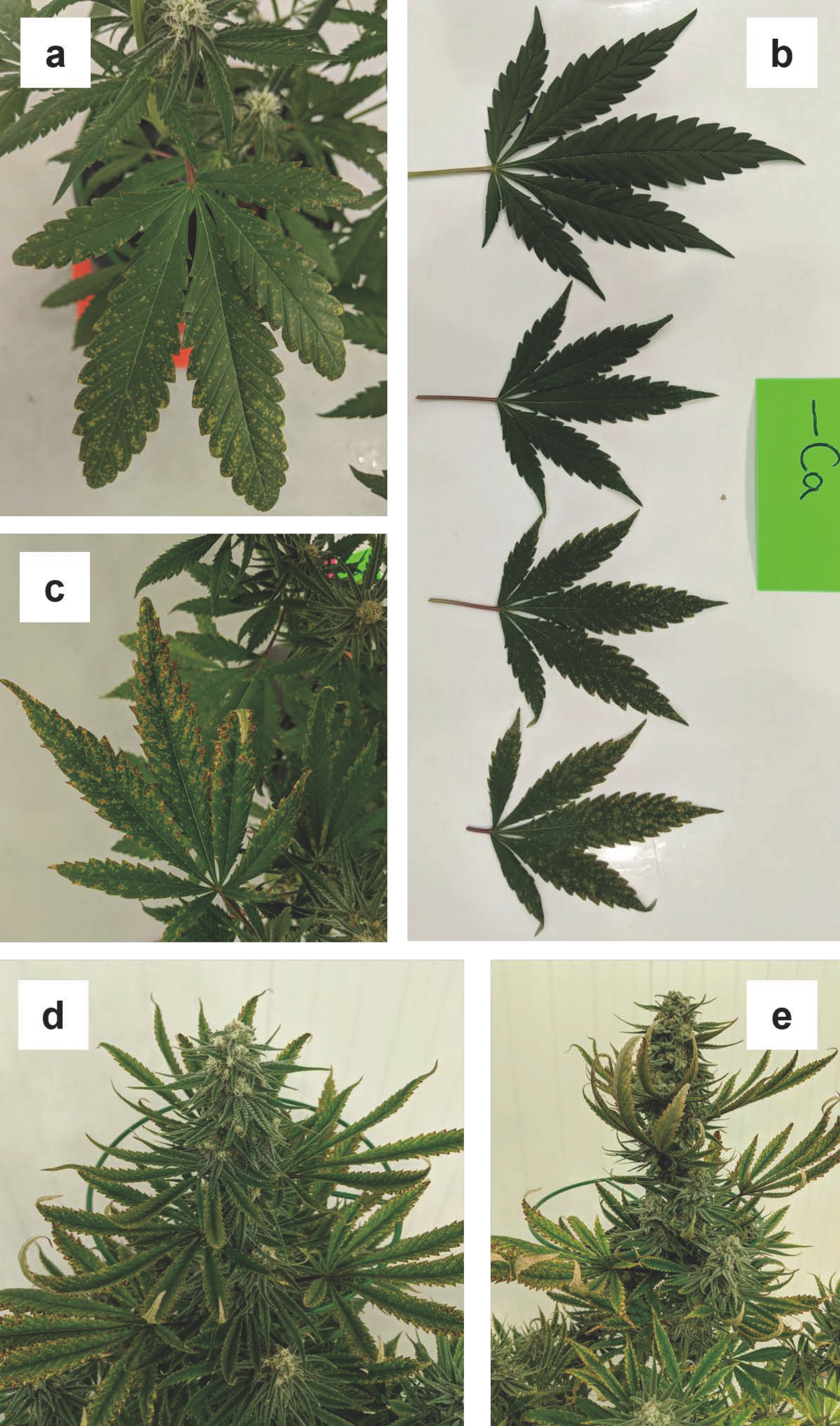 Plants 12 00422 g005