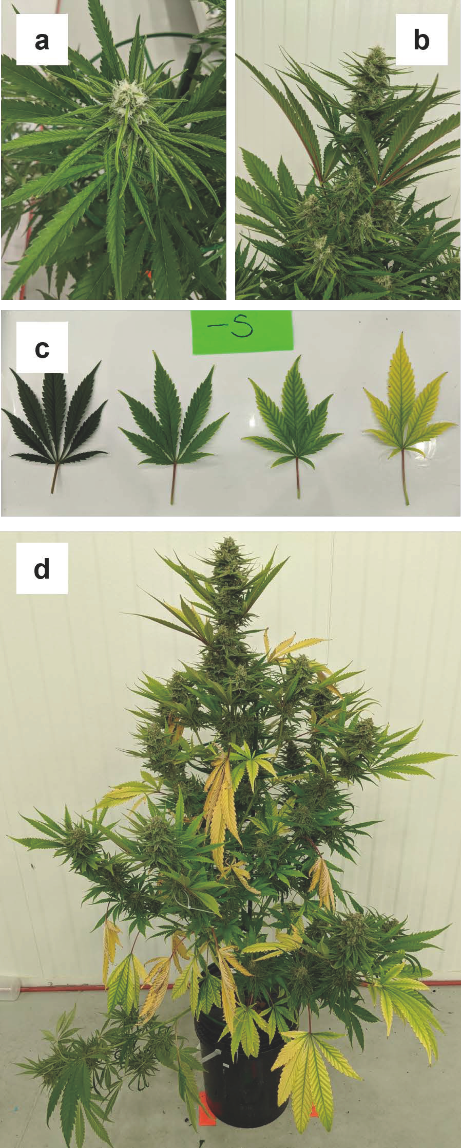 Plants 12 00422 g007