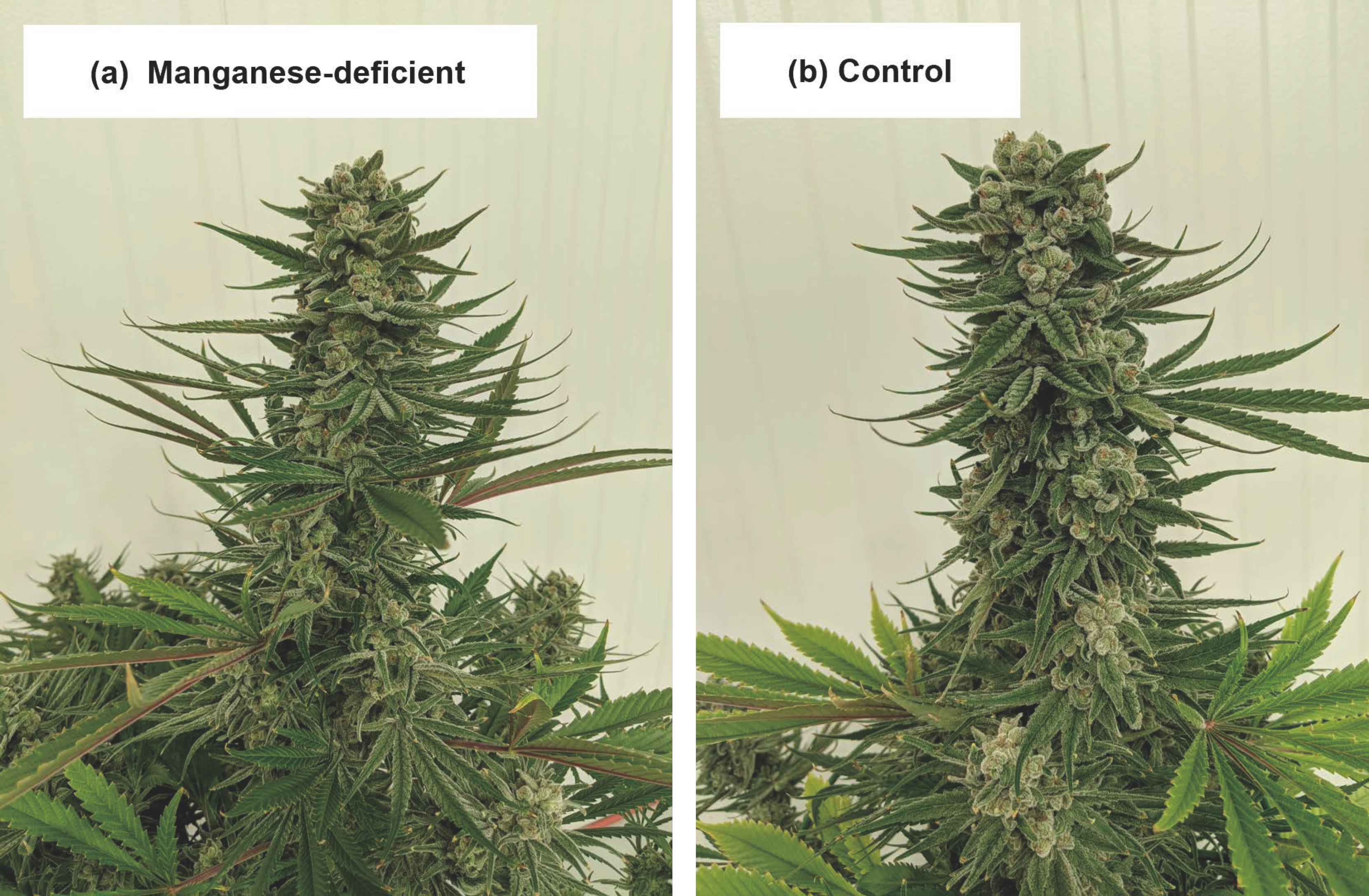 Plants 12 00422 g009