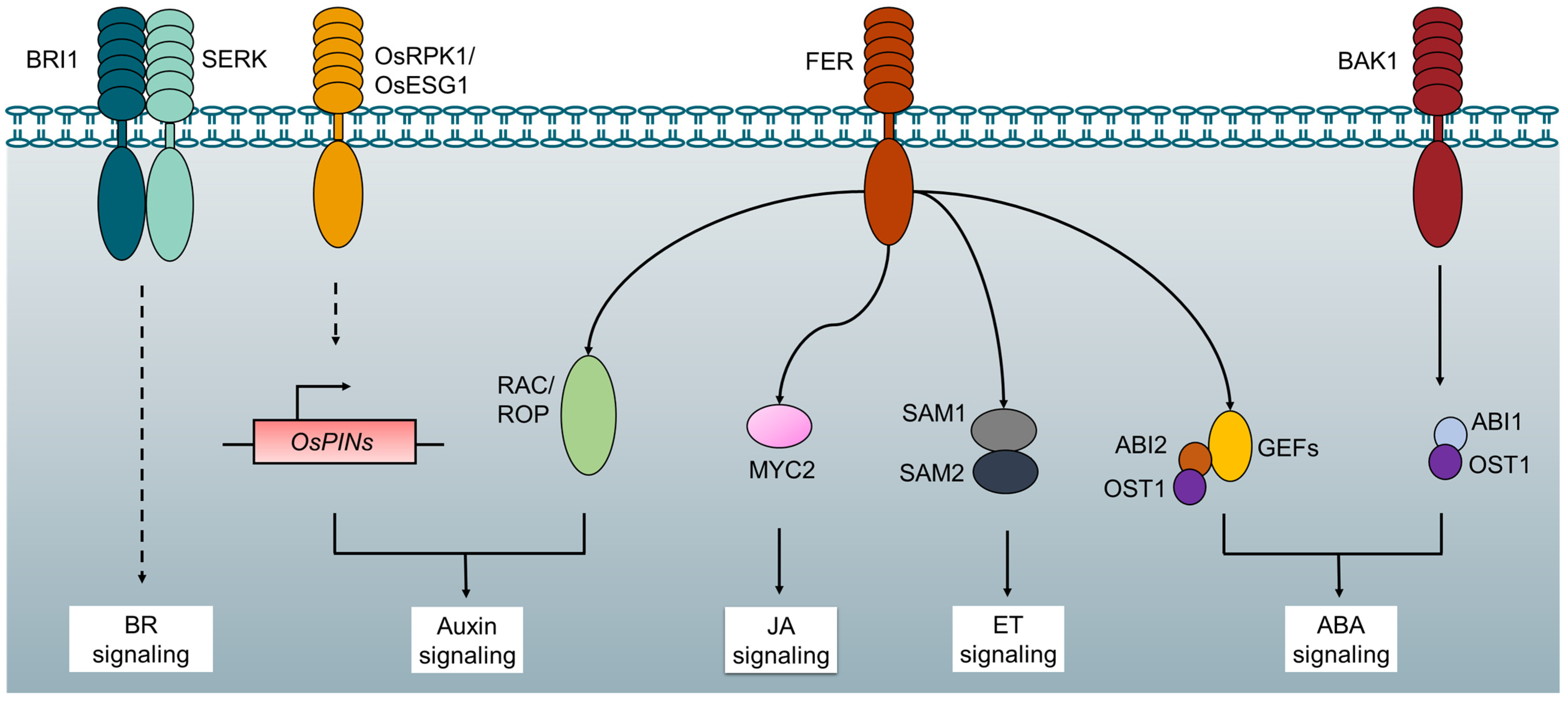 Plants Free FullText Advances in Receptorlike Protein Kinases in Balancing Plant Growth
