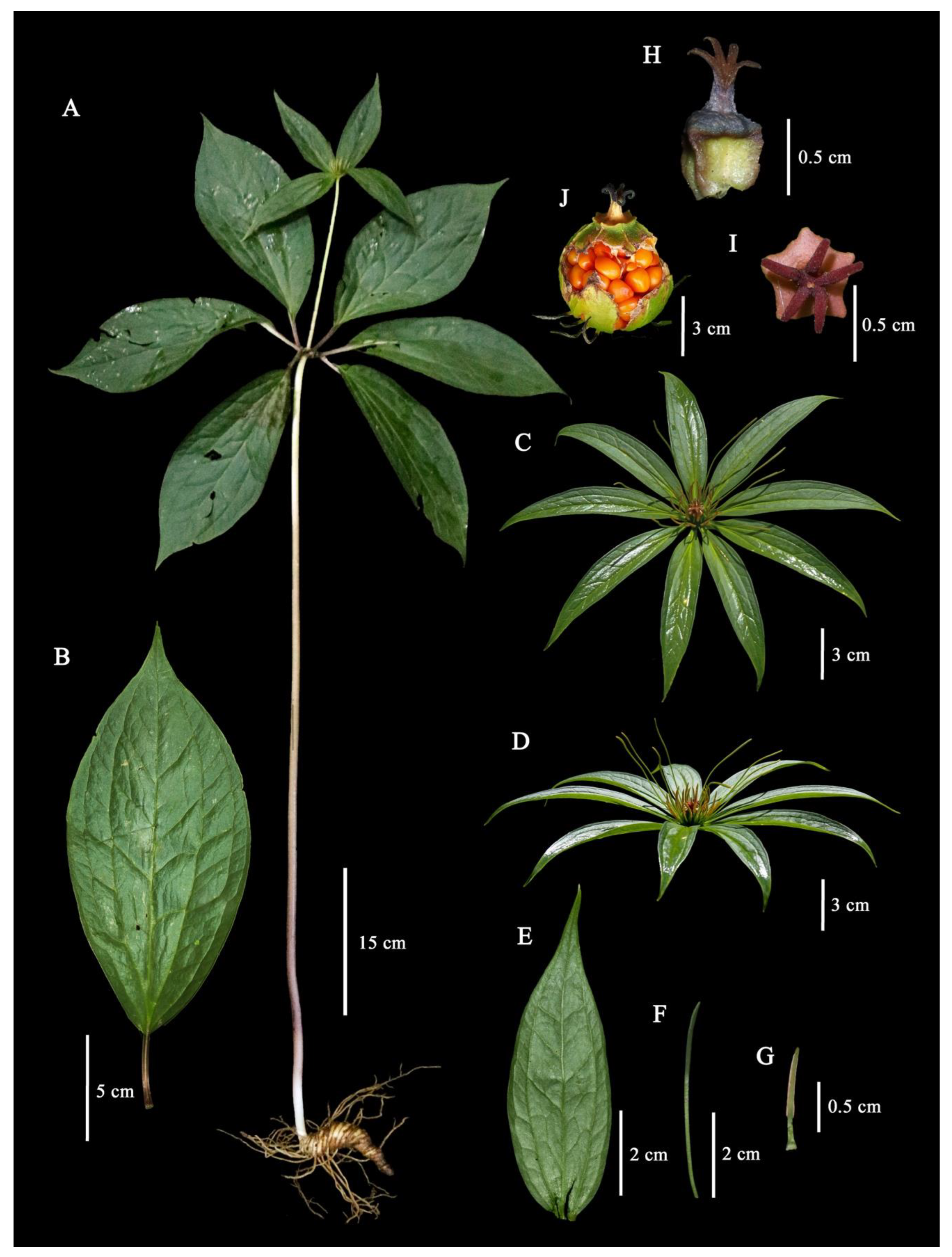 Plants 12 00430 g001