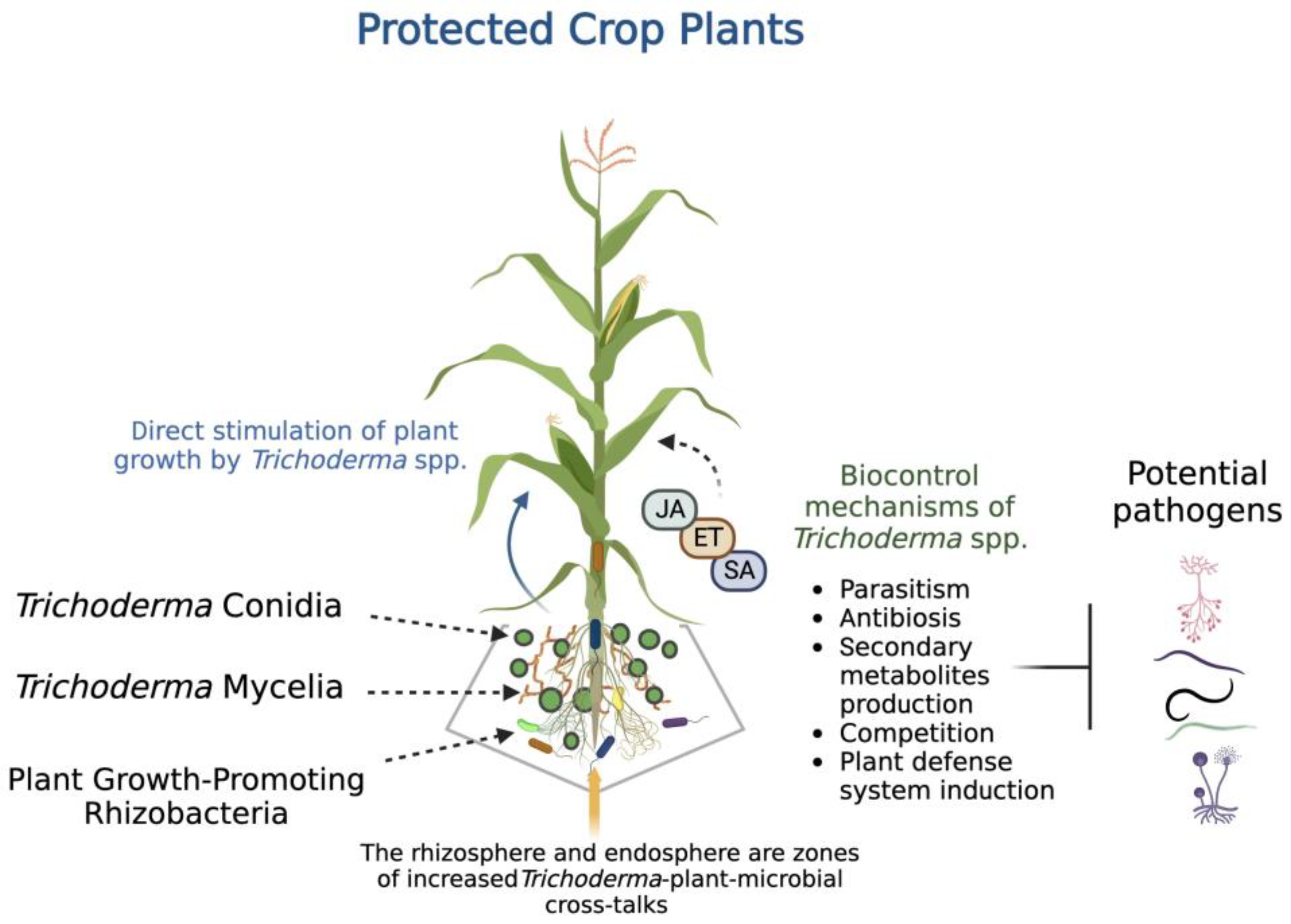 Plants Free Full-Text Trichoderma Species Our Best Fungal Allies in the Biocontrol of Plant Diseasesandmdash;A Review pic photo