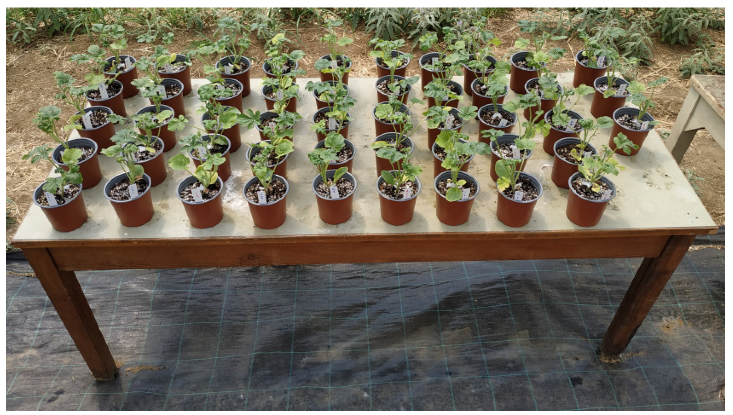 Plants 12 00433 g004 Plants 12 00433 g004