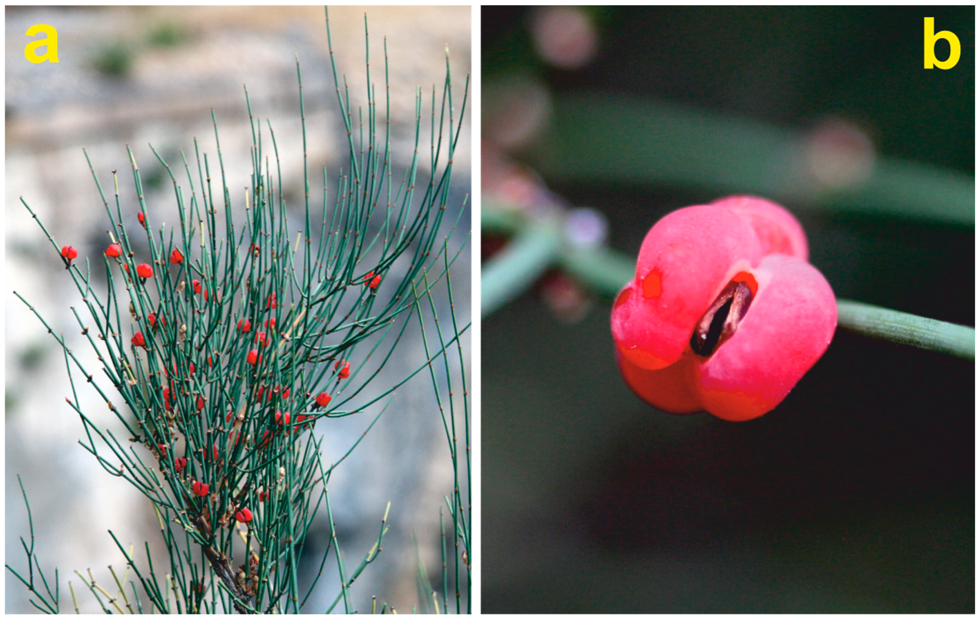 Plants 12 00438 g002