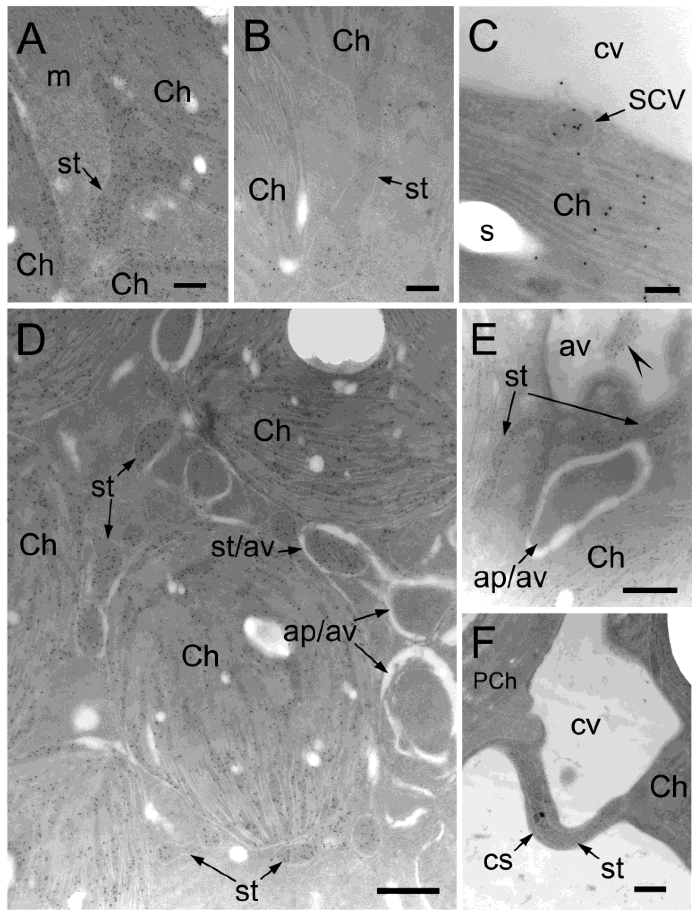 Plants 12 00443 g002 Plants 12 00443 g002
