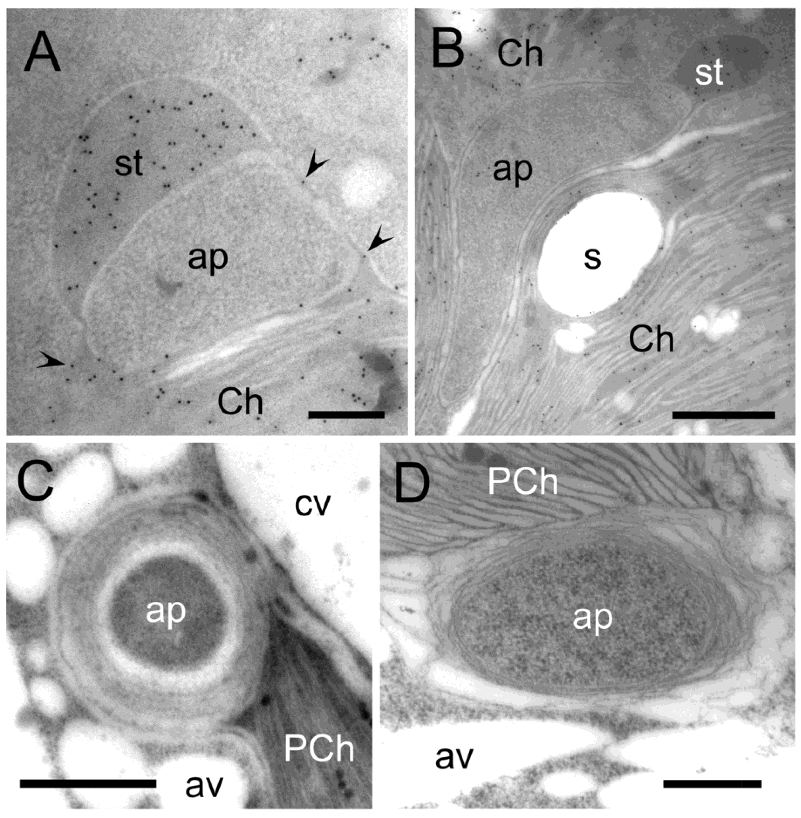 Plants 12 00443 g004 Plants 12 00443 g004