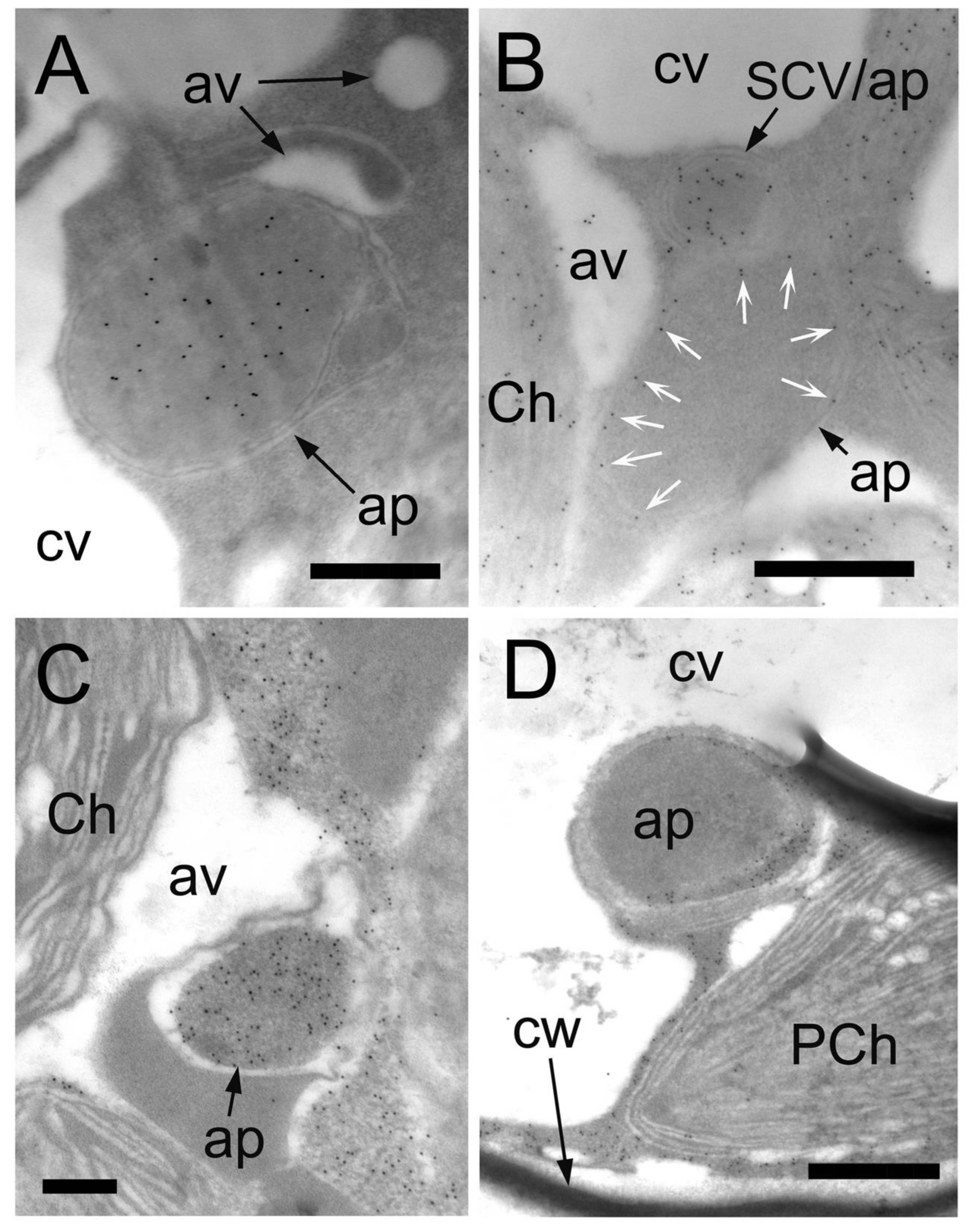 Plants 12 00443 g005 Plants 12 00443 g005