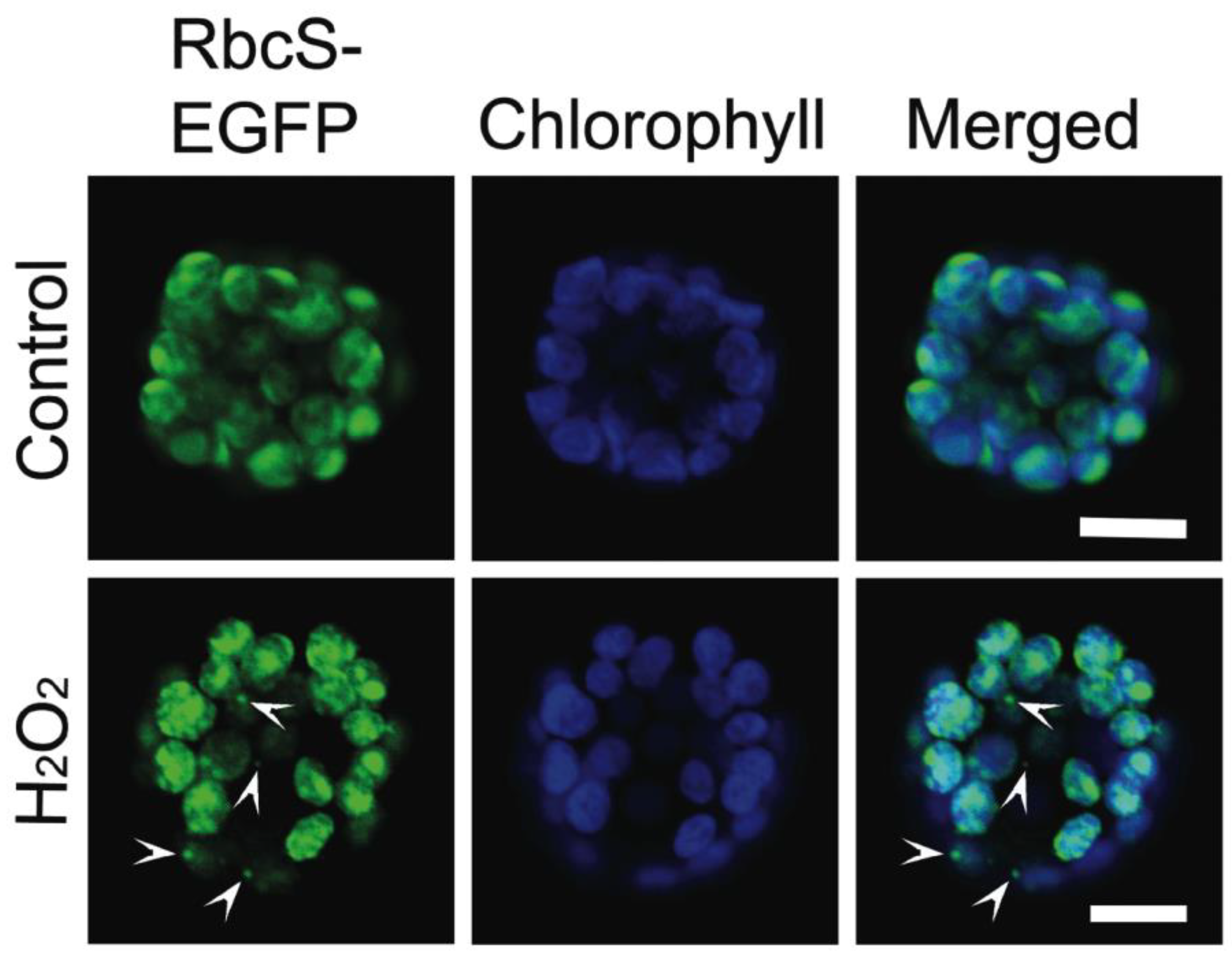 Plants 12 00443 g006 Plants 12 00443 g006