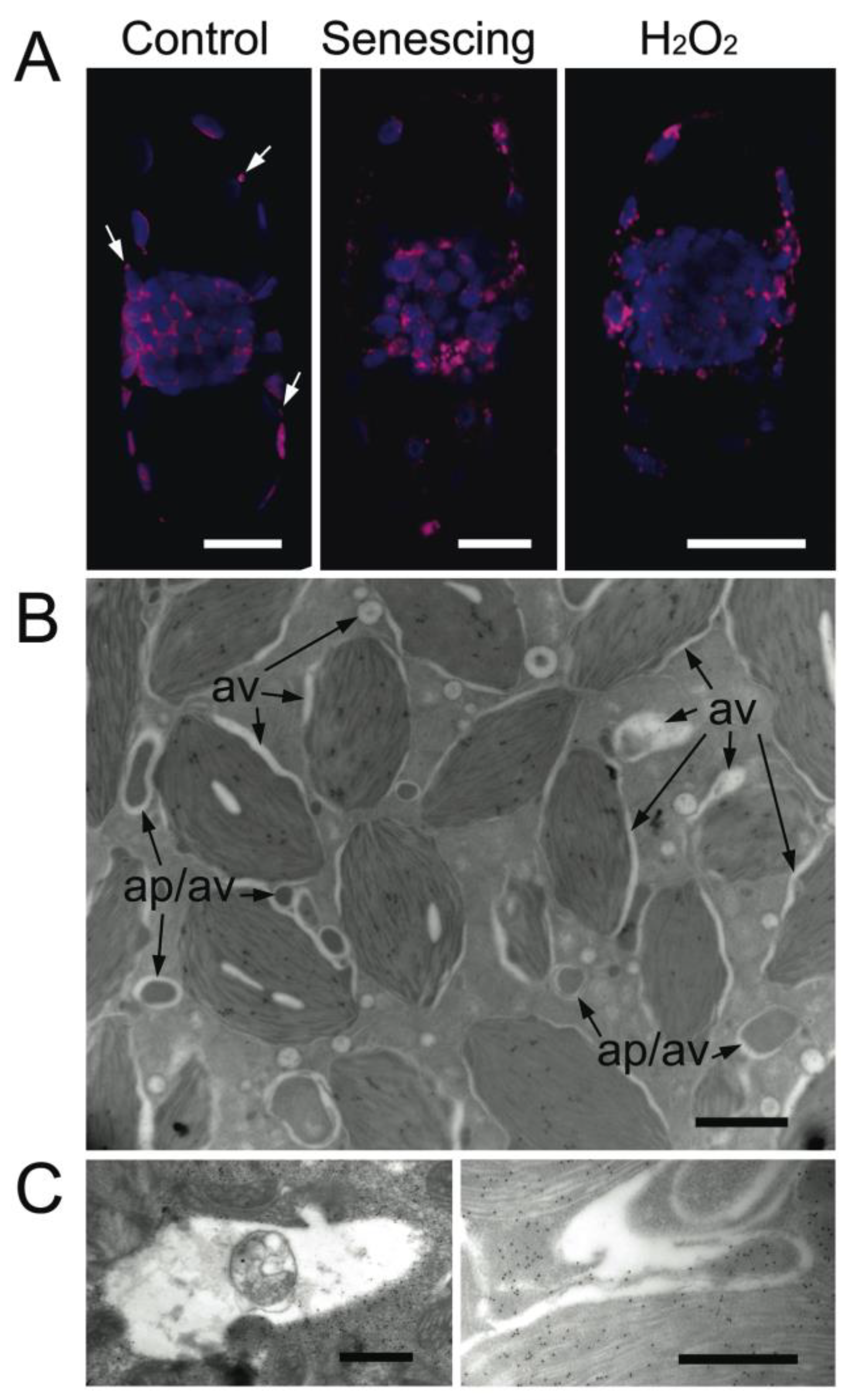 Plants 12 00443 g008 Plants 12 00443 g008