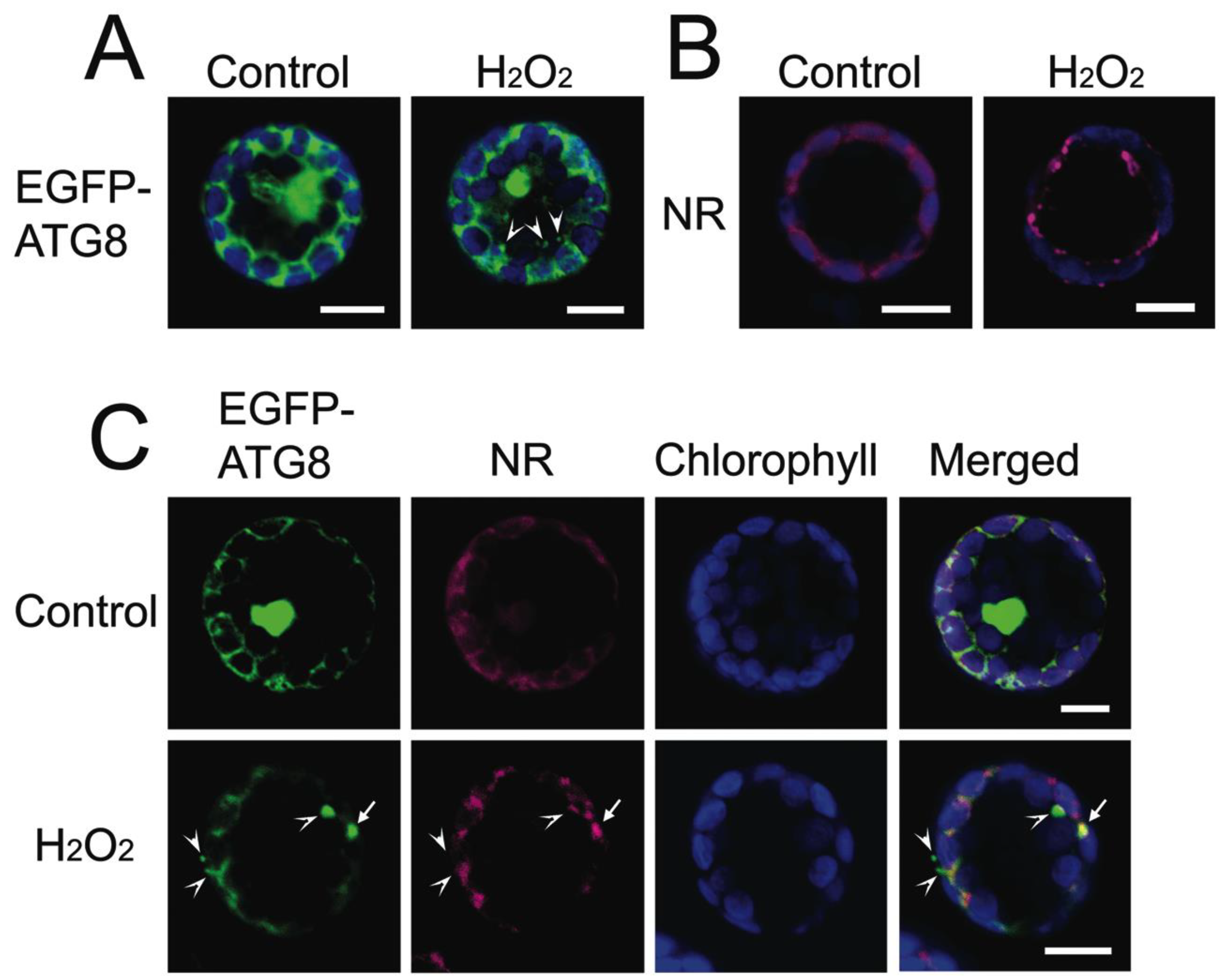 Plants 12 00443 g009 Plants 12 00443 g009