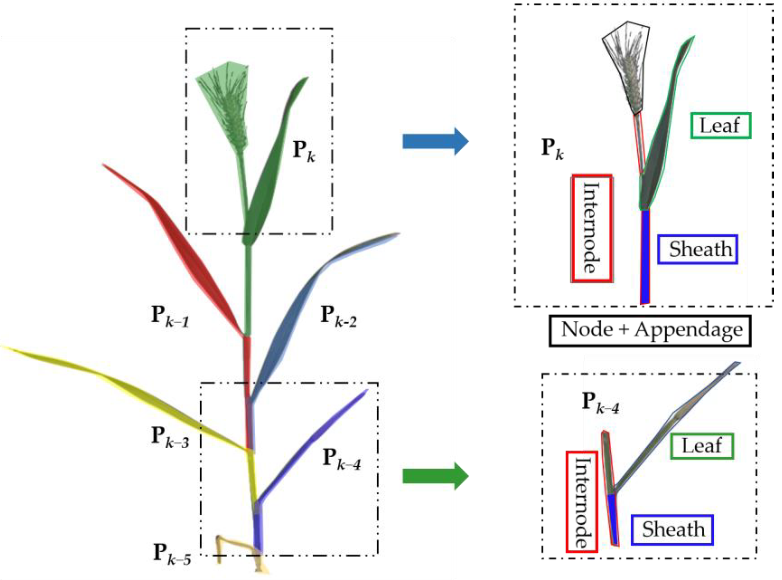 | Free | Geometric Wheat and Quantitative Plant Architecture Analysis Using Three-Dimensional Phytomers