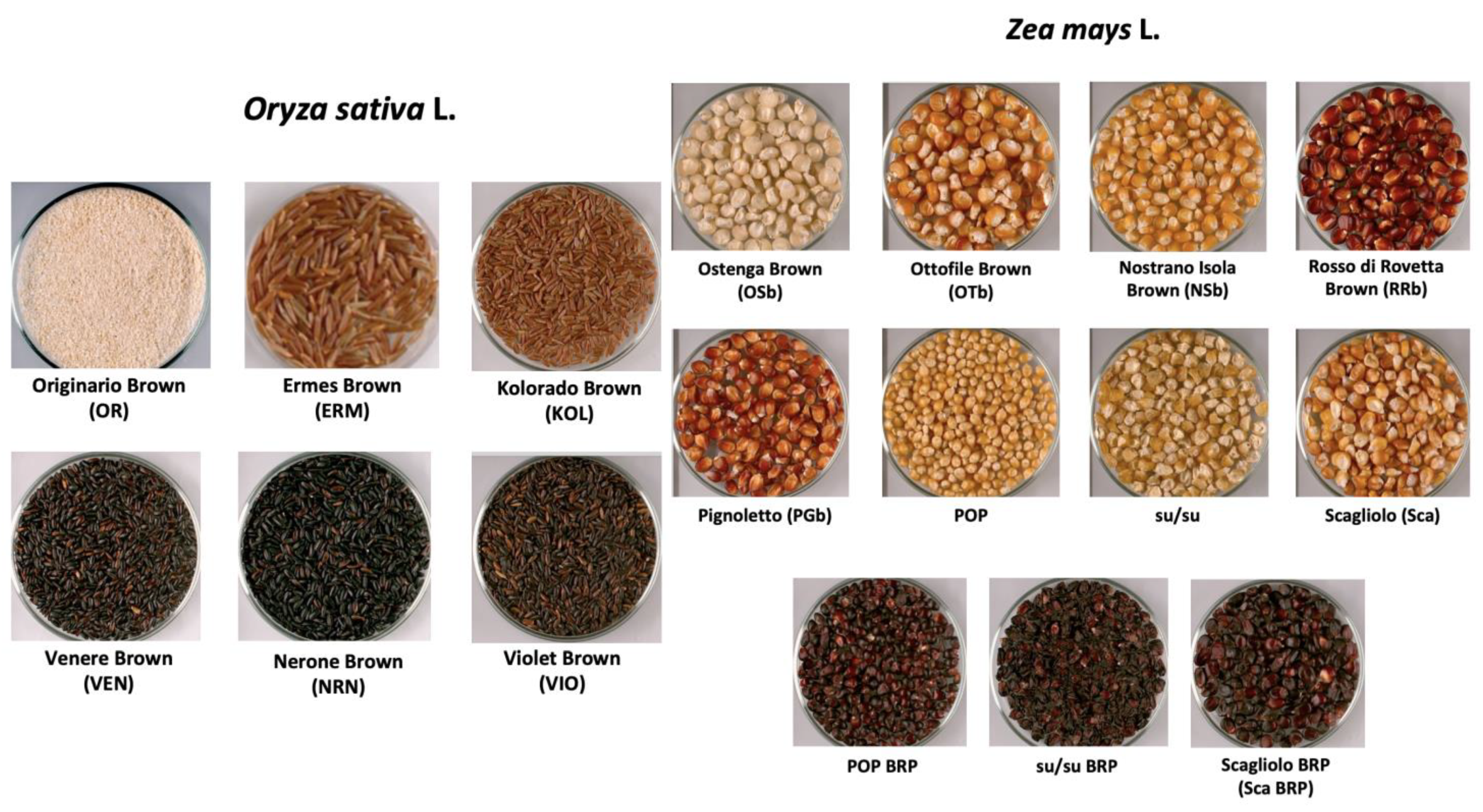 Plants 12 00448 g006