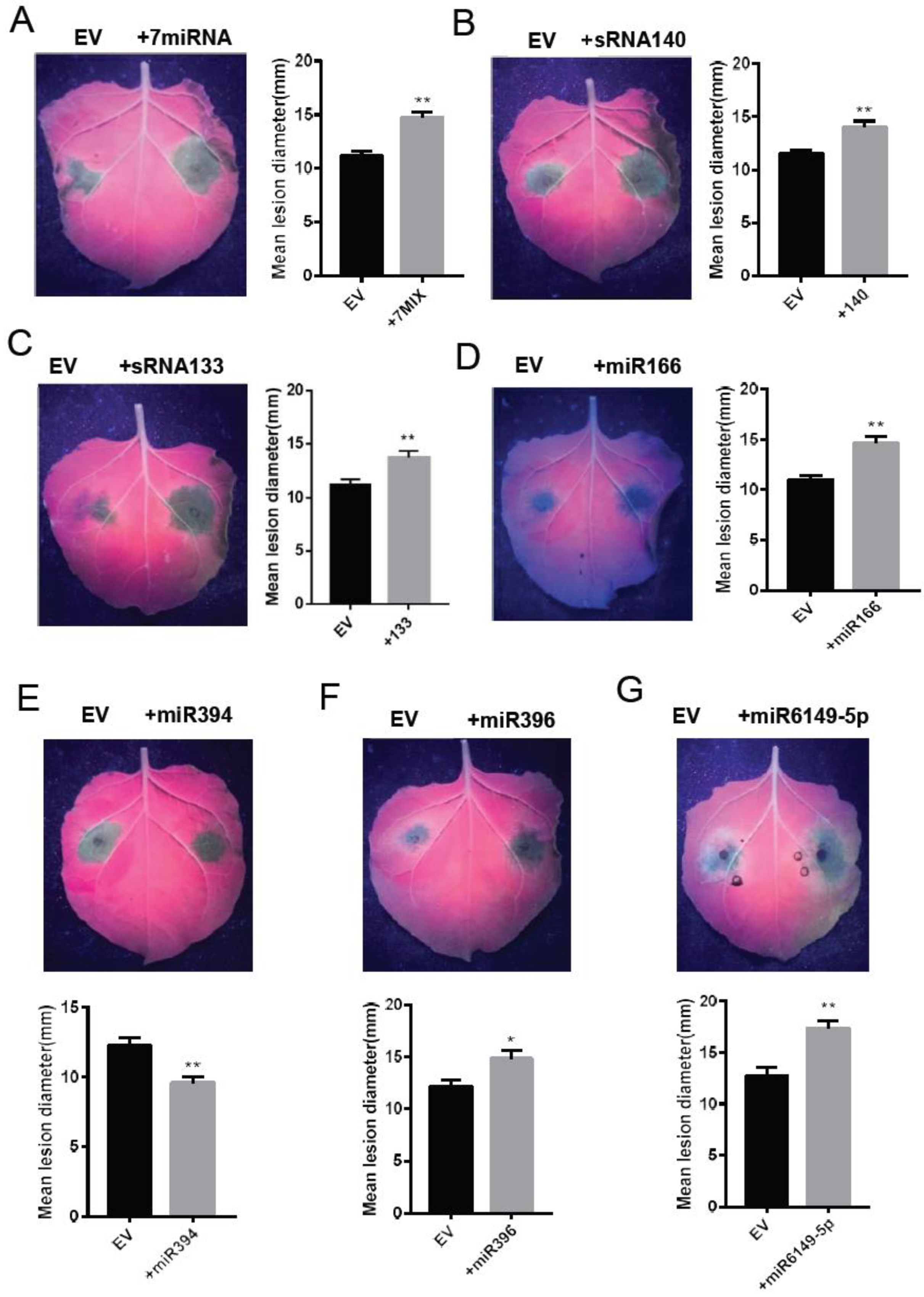 Plants 12 00461 g005