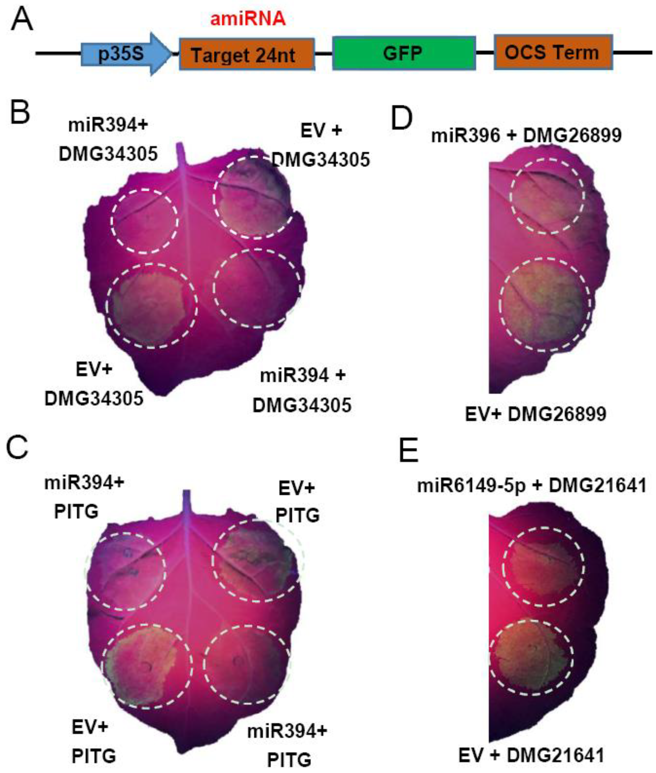 Plants 12 00461 g006