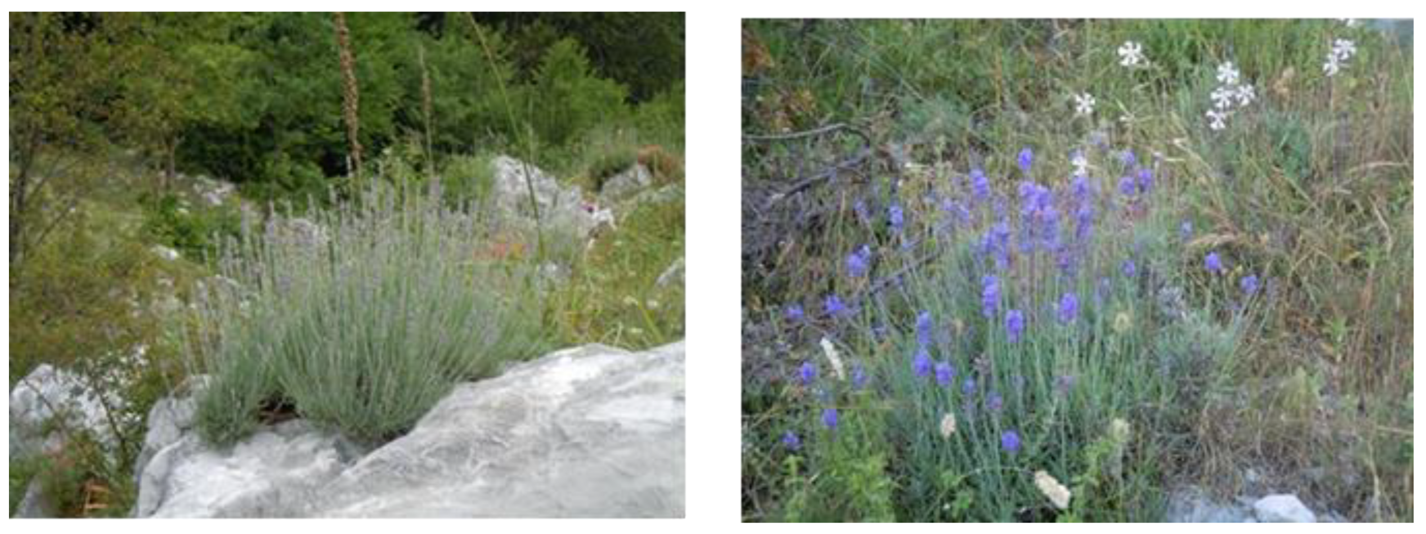 Plants 12 00465 g003 Plants 12 00465 g003