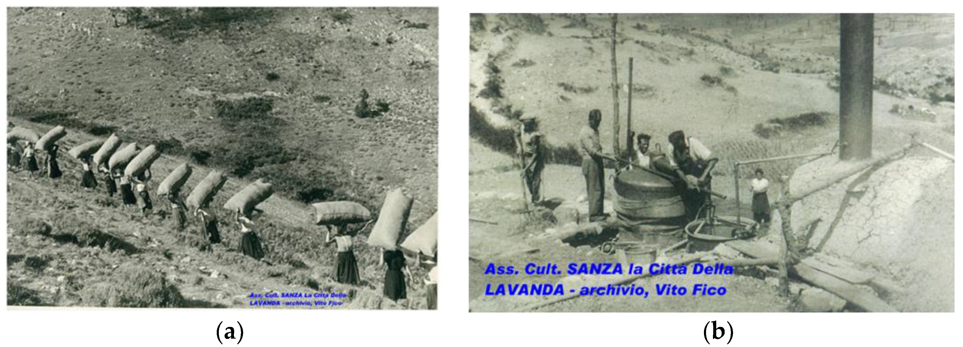 Plants 12 00465 g004 Plants 12 00465 g004