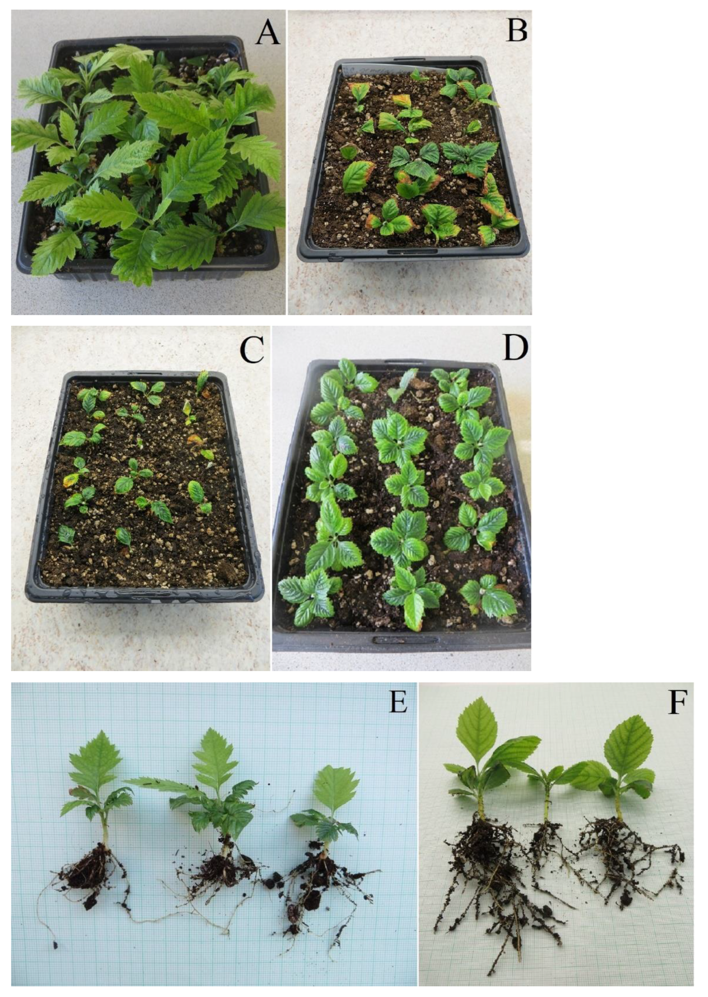 Plants 12 00488 g003