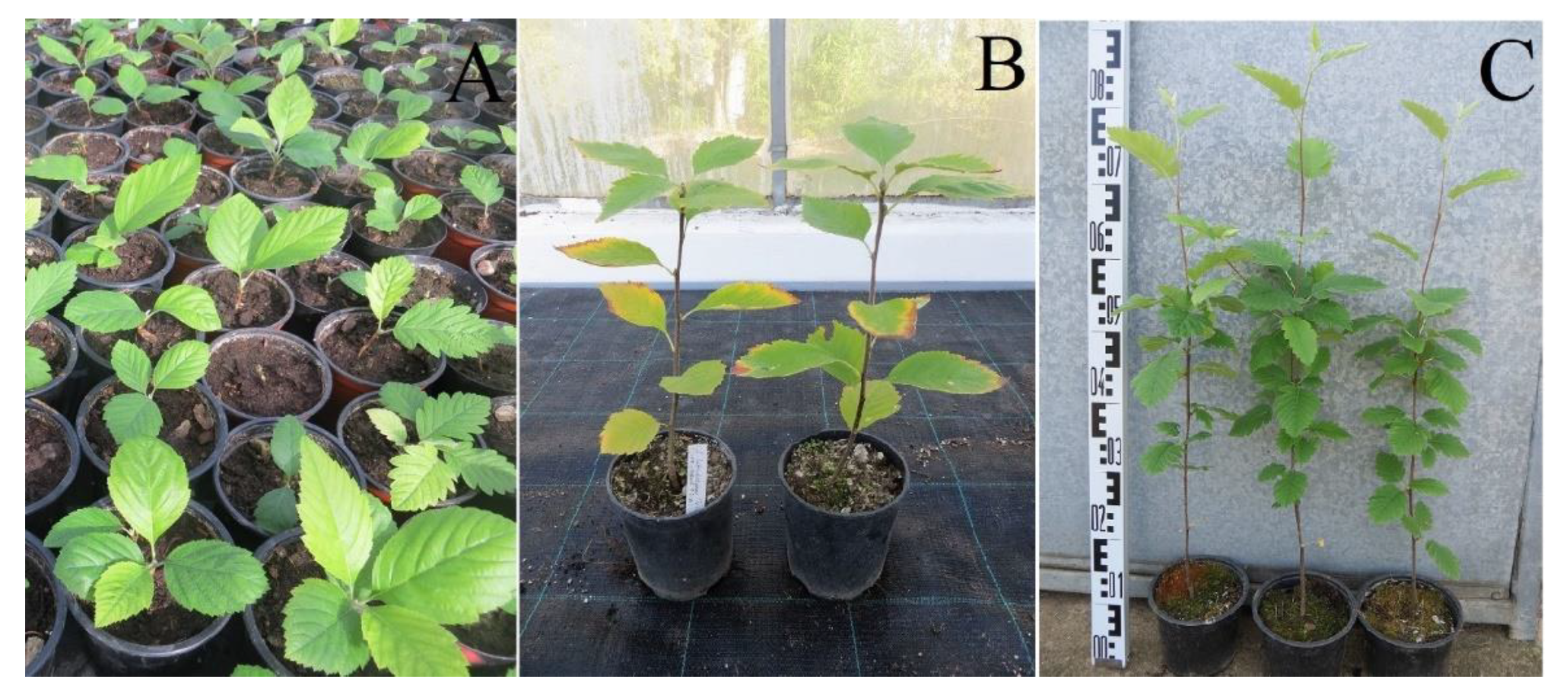 Plants 12 00488 g004