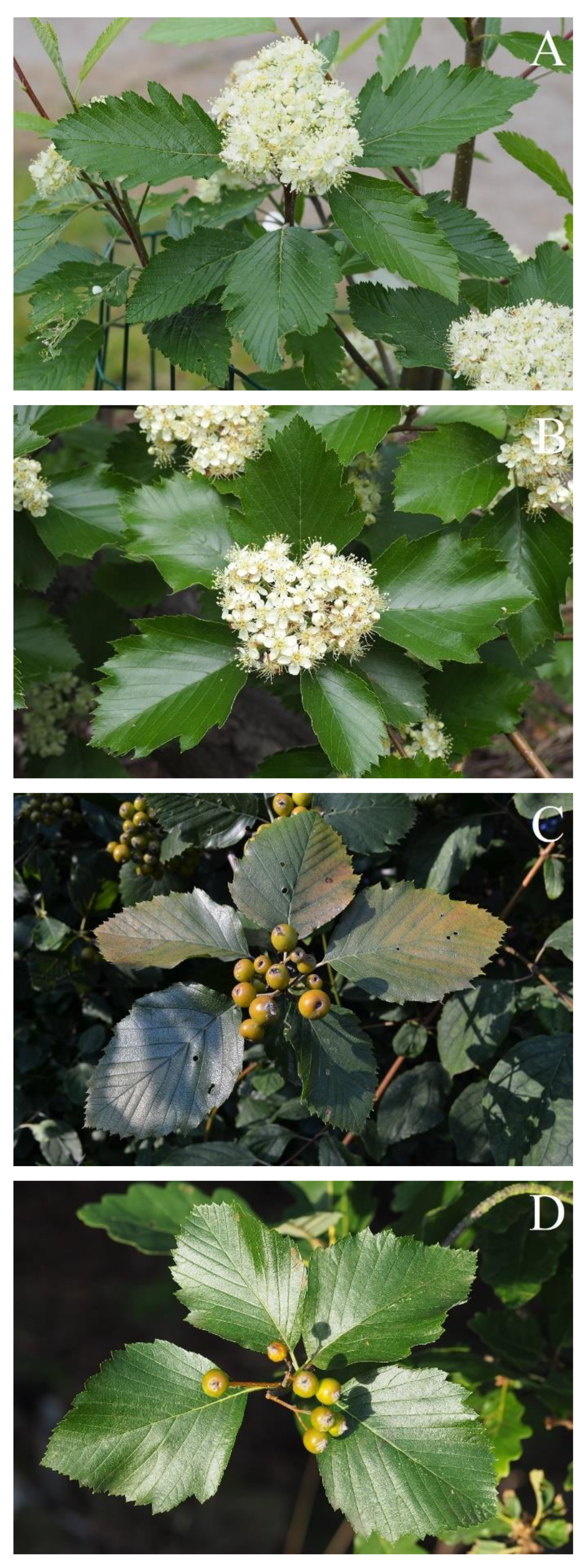 Plants 12 00488 g006