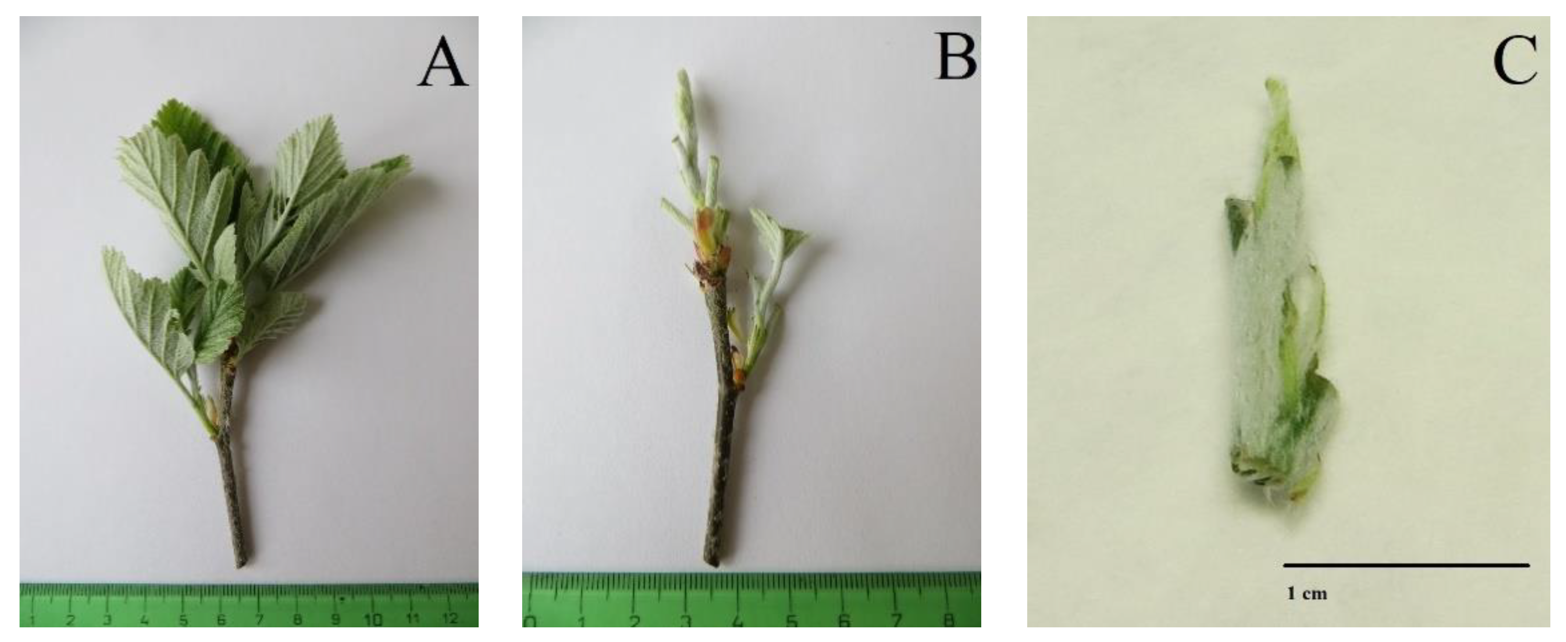 Plants 12 00488 g007