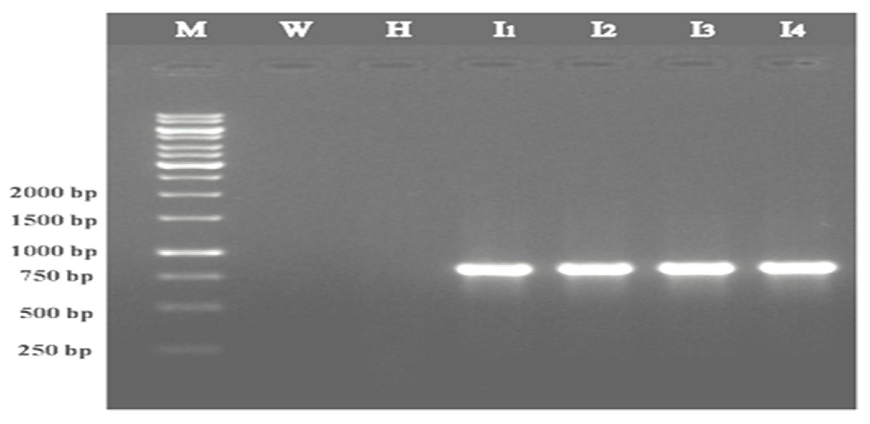 Plants 12 00490 g001