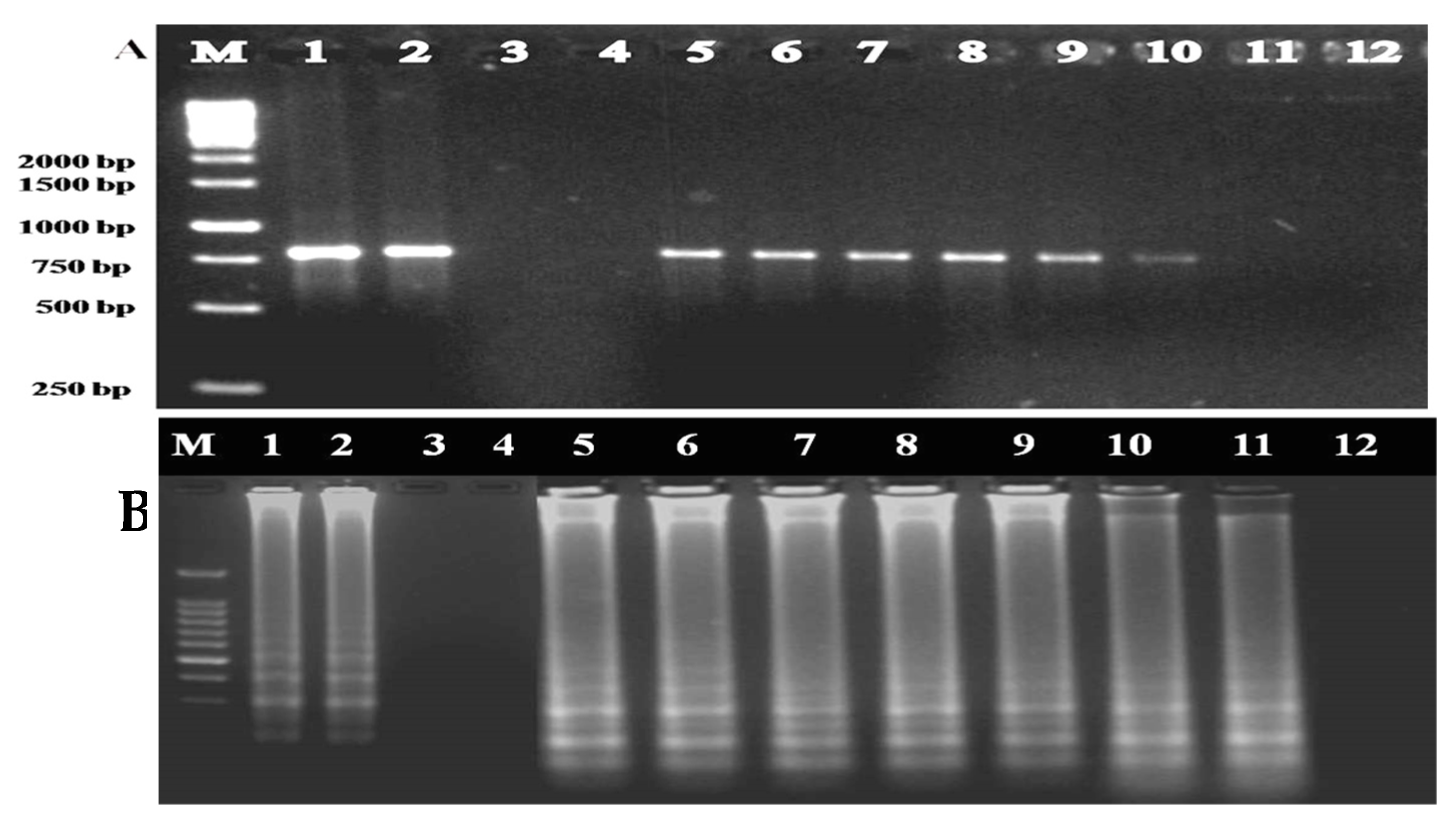 Plants 12 00490 g005