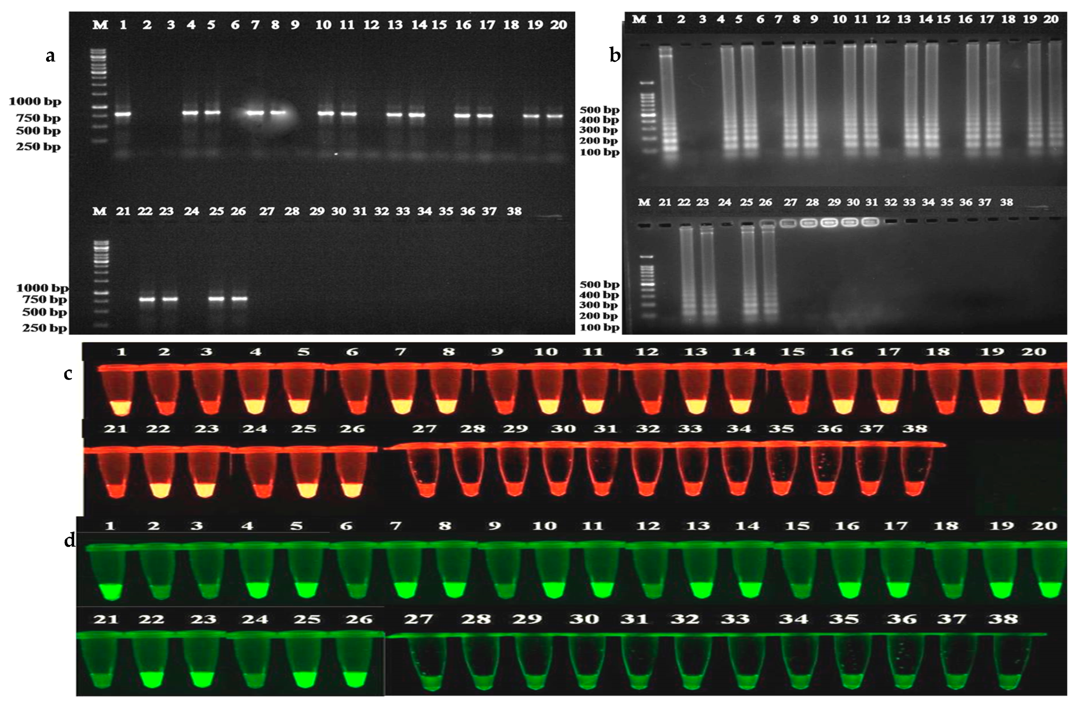 Plants 12 00490 g006