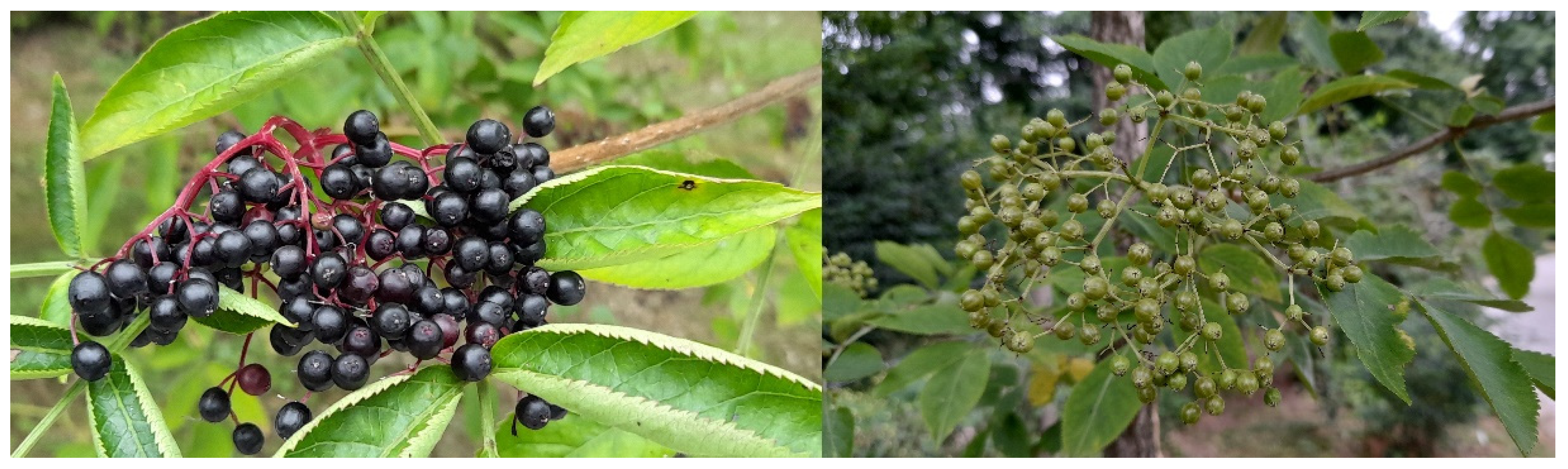 Plants 12 00504 g007