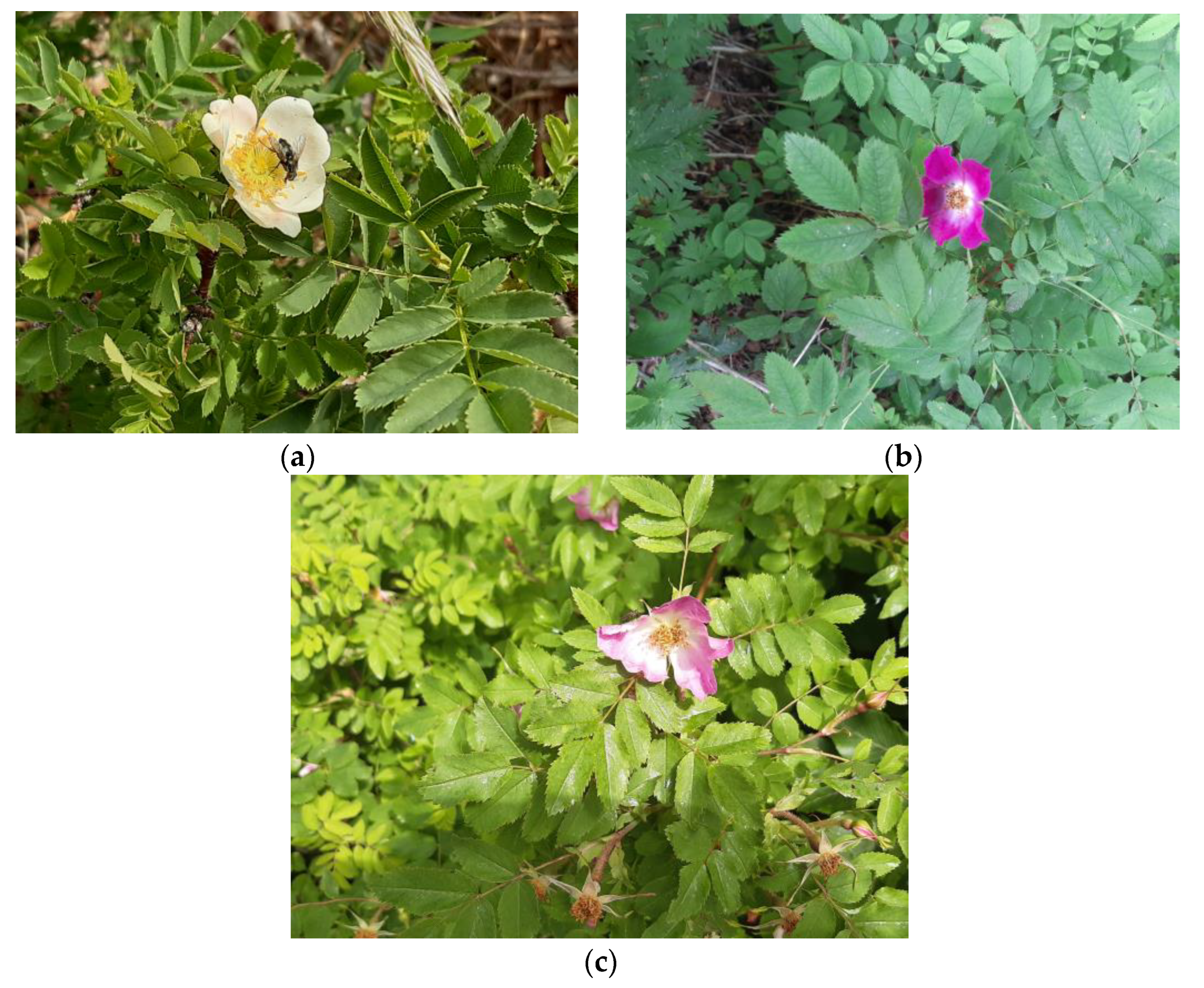 Plants 12 00505 g008