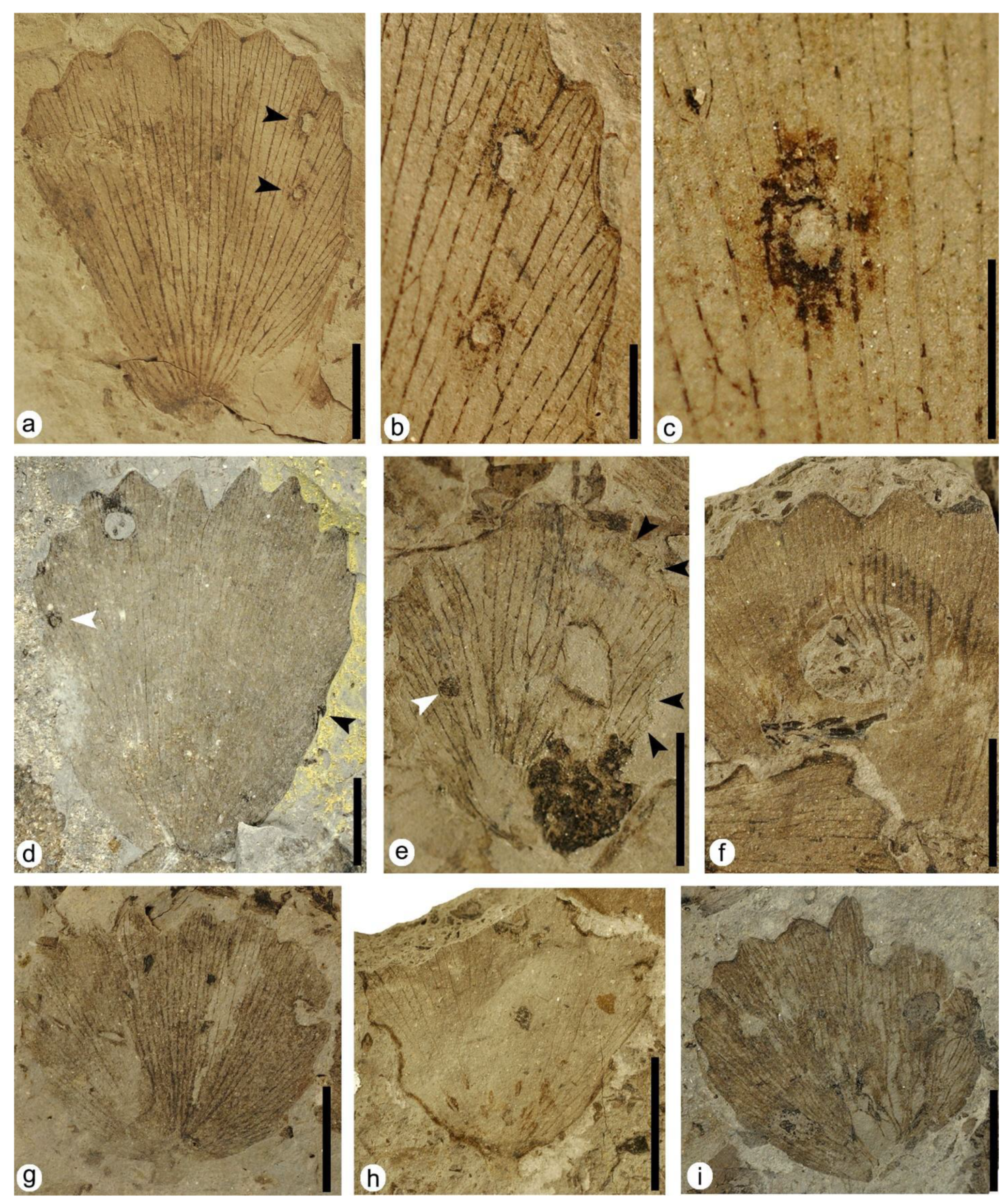 Plants 12 00508 g003