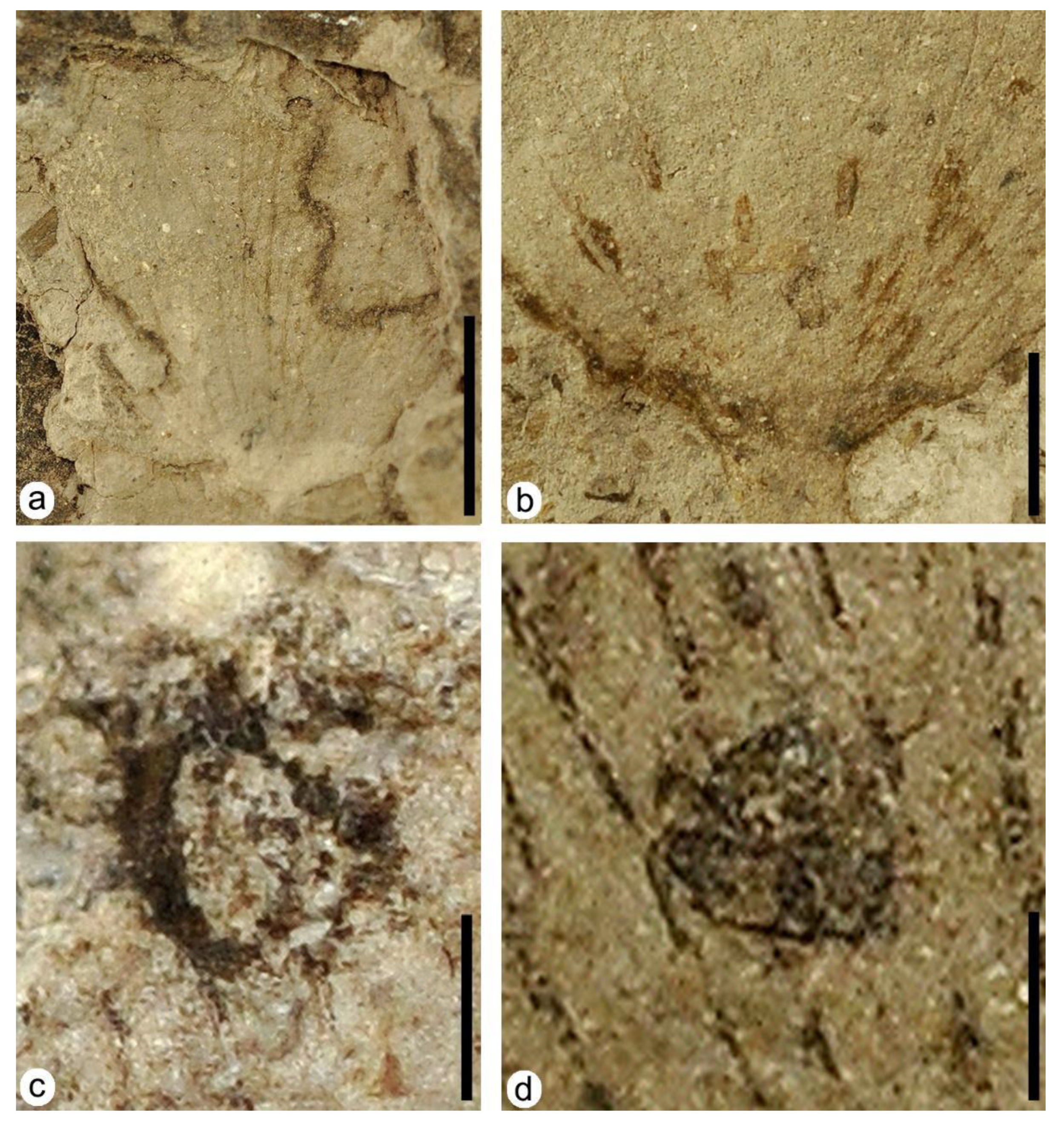 Plants 12 00508 g004