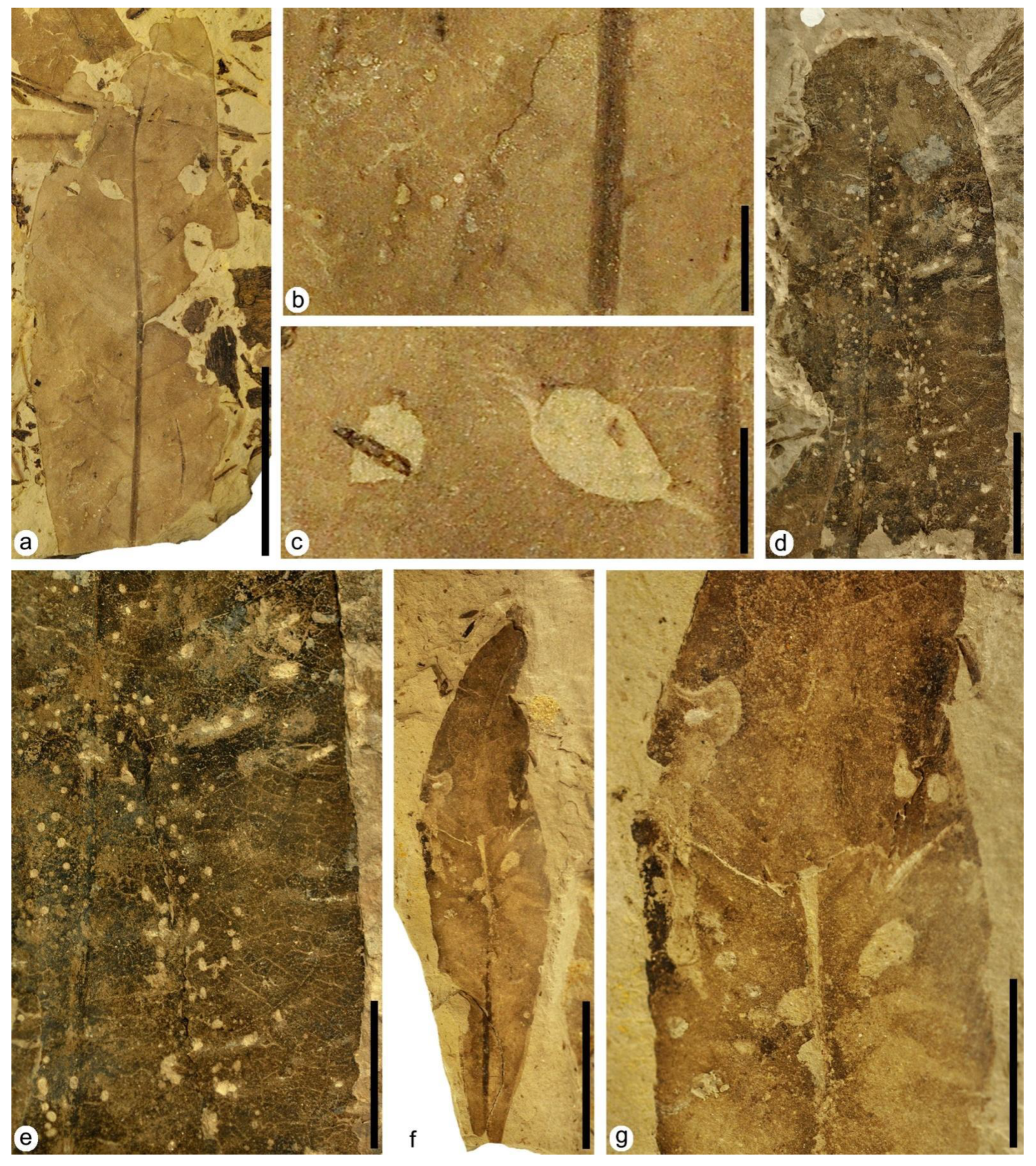 Plants 12 00508 g005