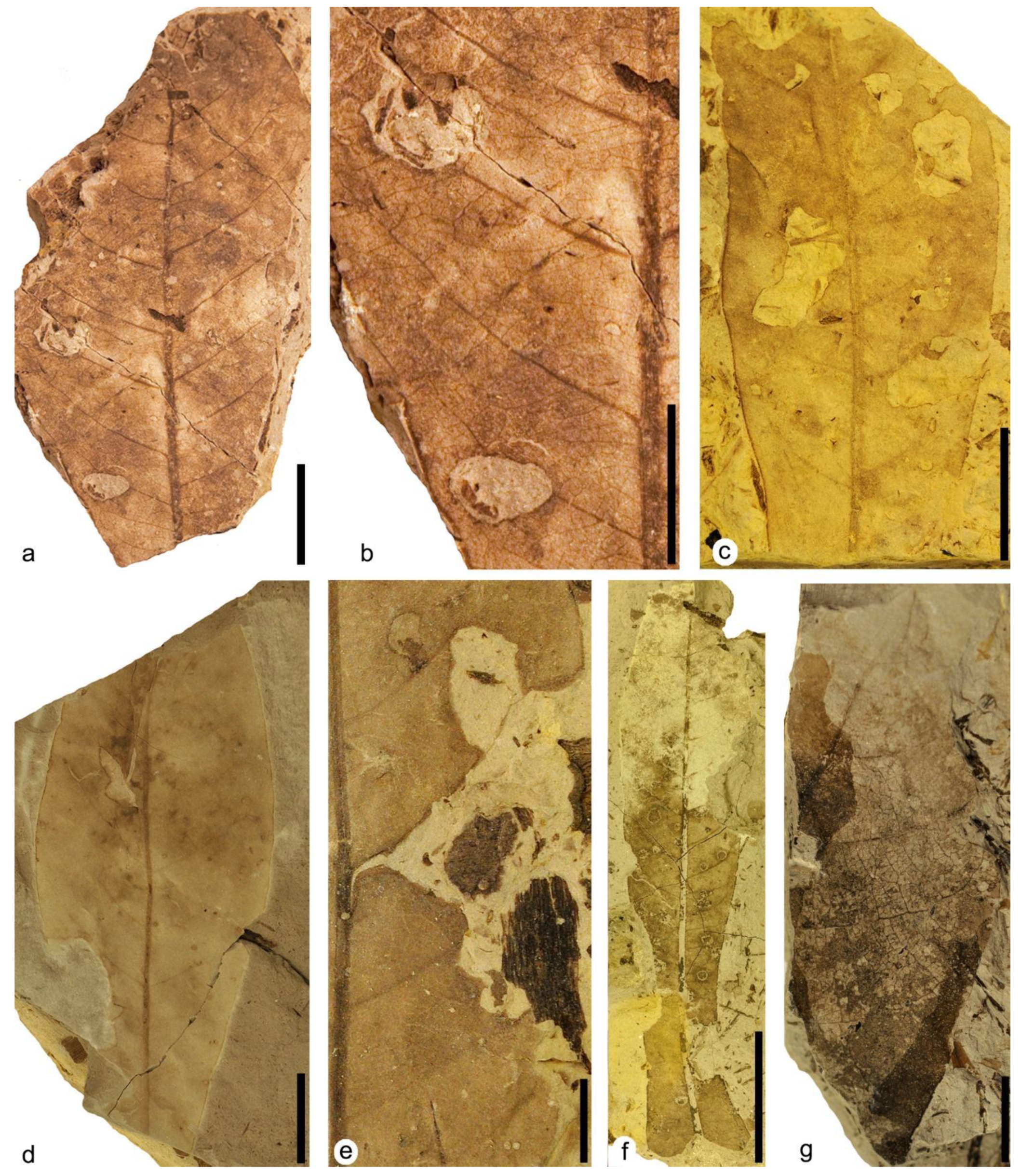 Plants 12 00508 g006