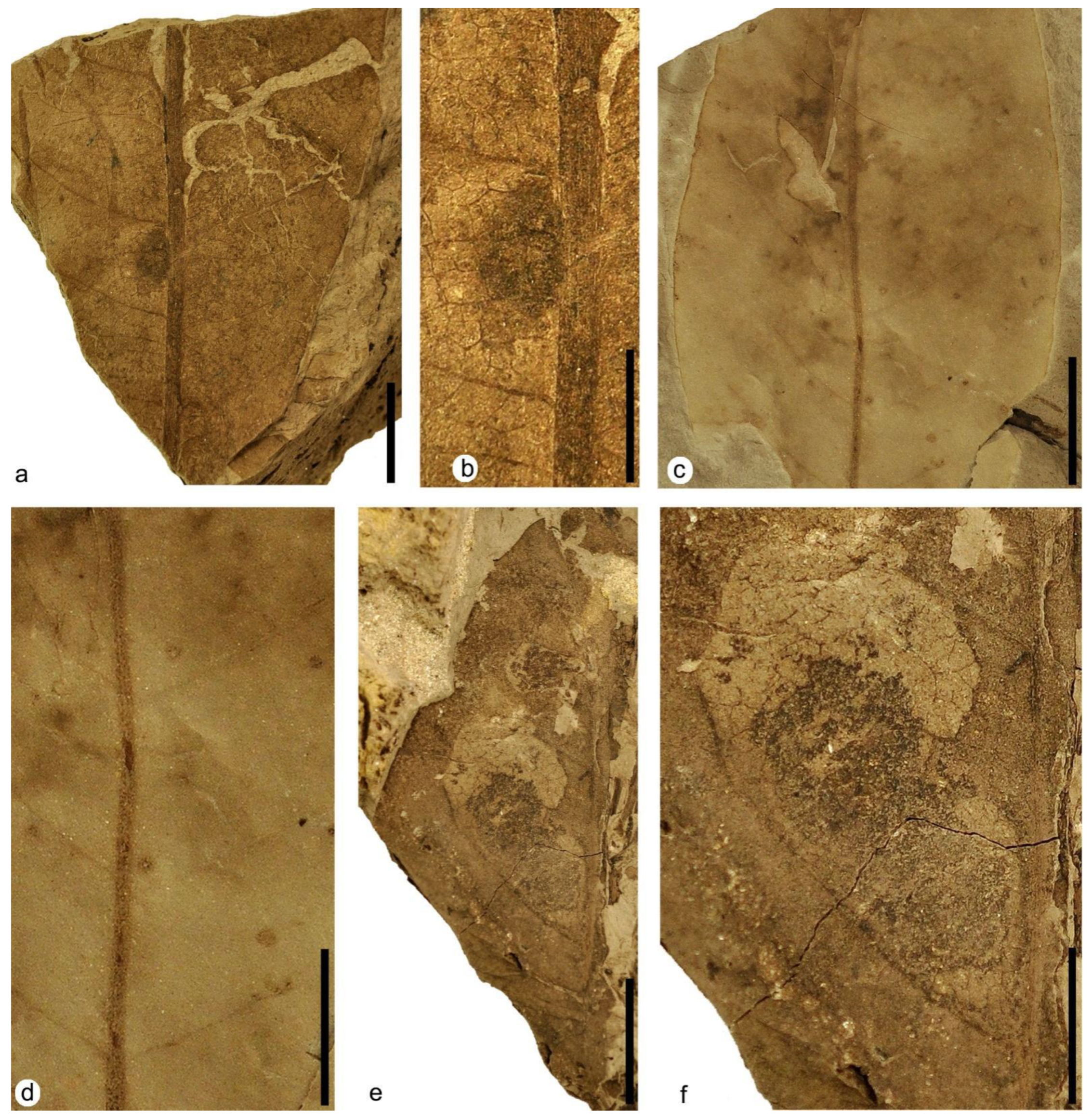 Plants 12 00508 g007