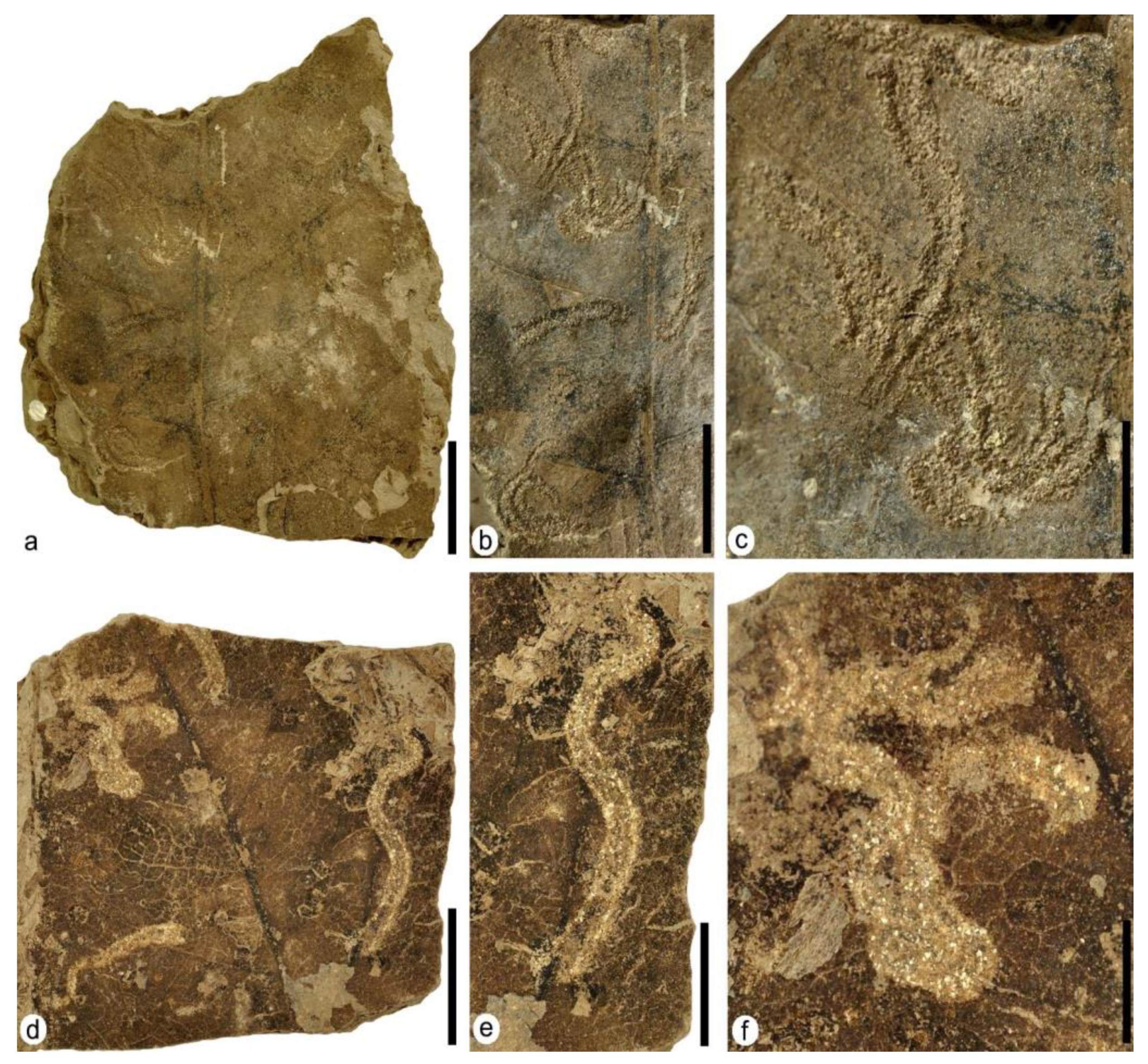 Plants 12 00508 g008